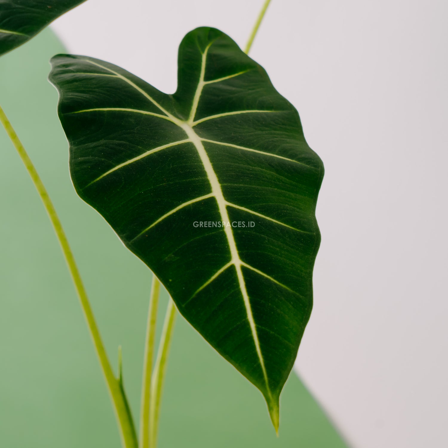 Alocasia frydek_Front Of Leaf