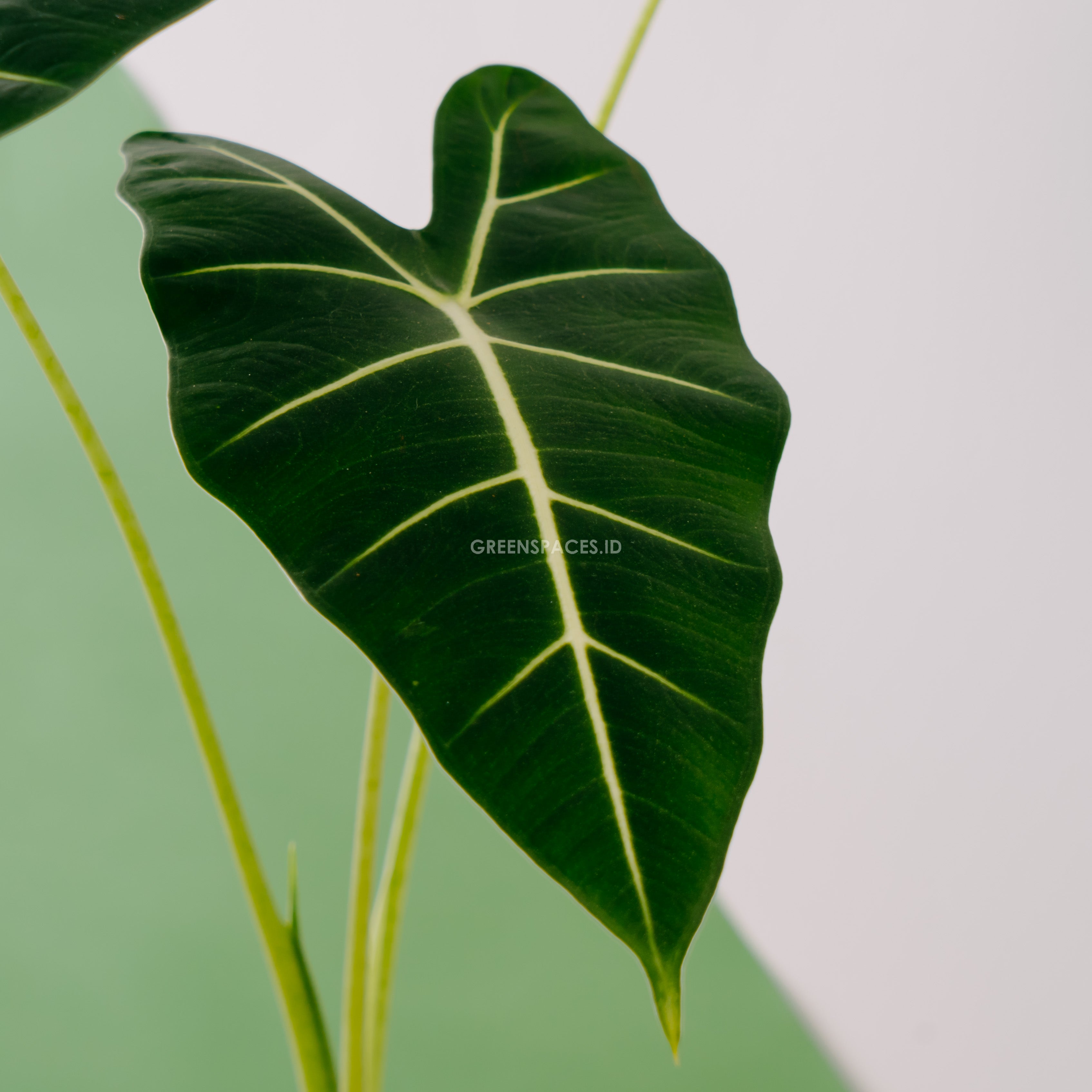 Alocasia frydek_Front Of Leaf