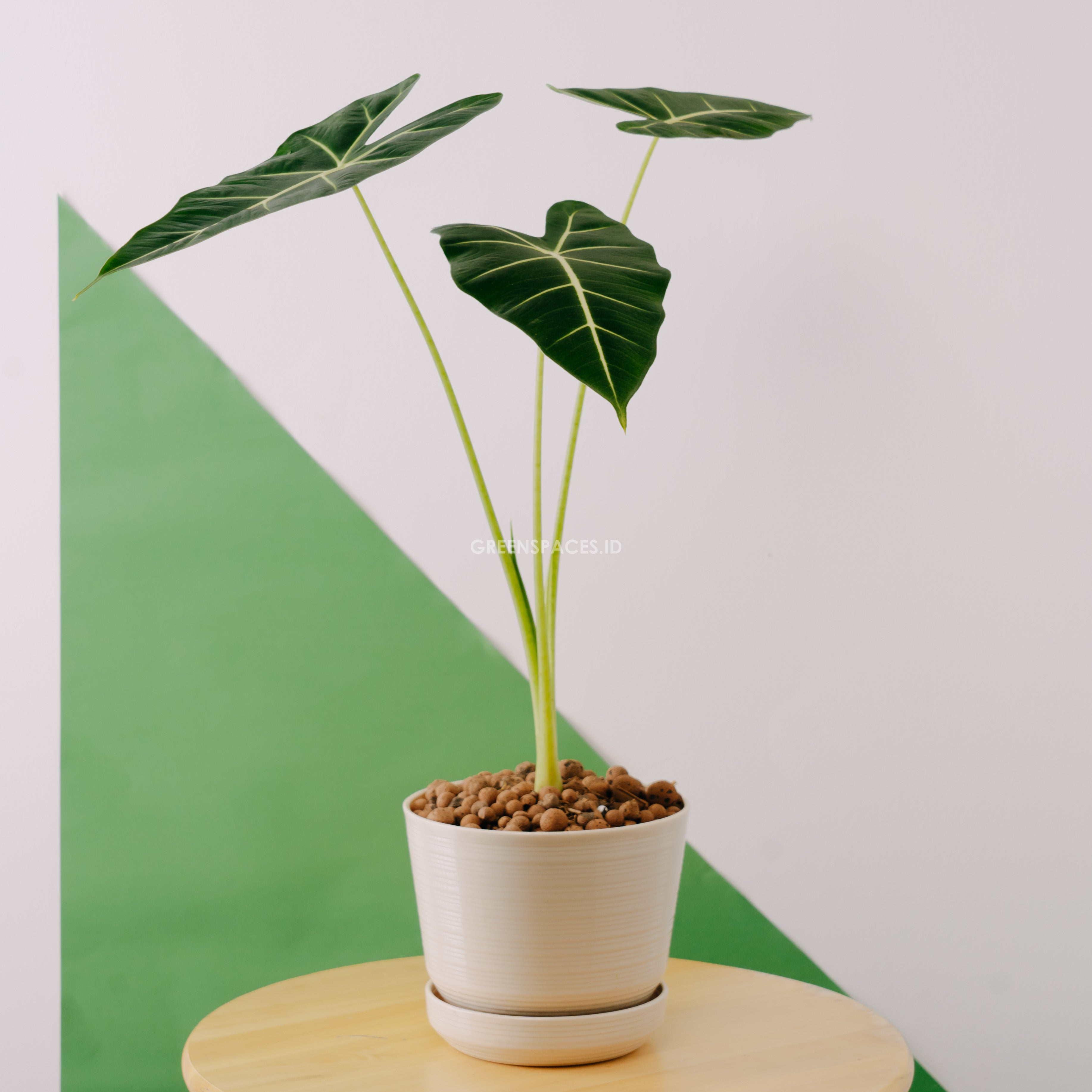 Alocasia frydek