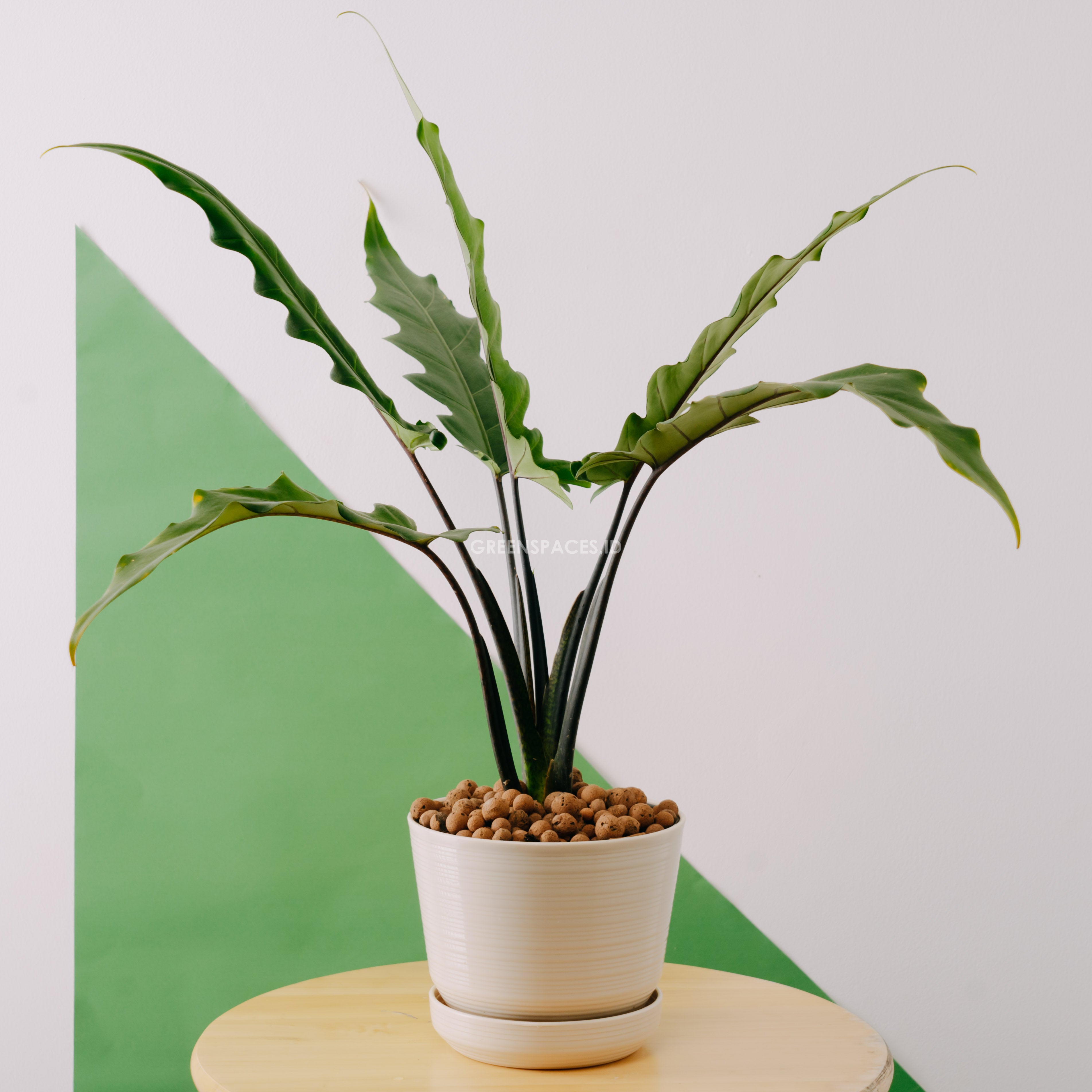 Alocasia lautherbachiana