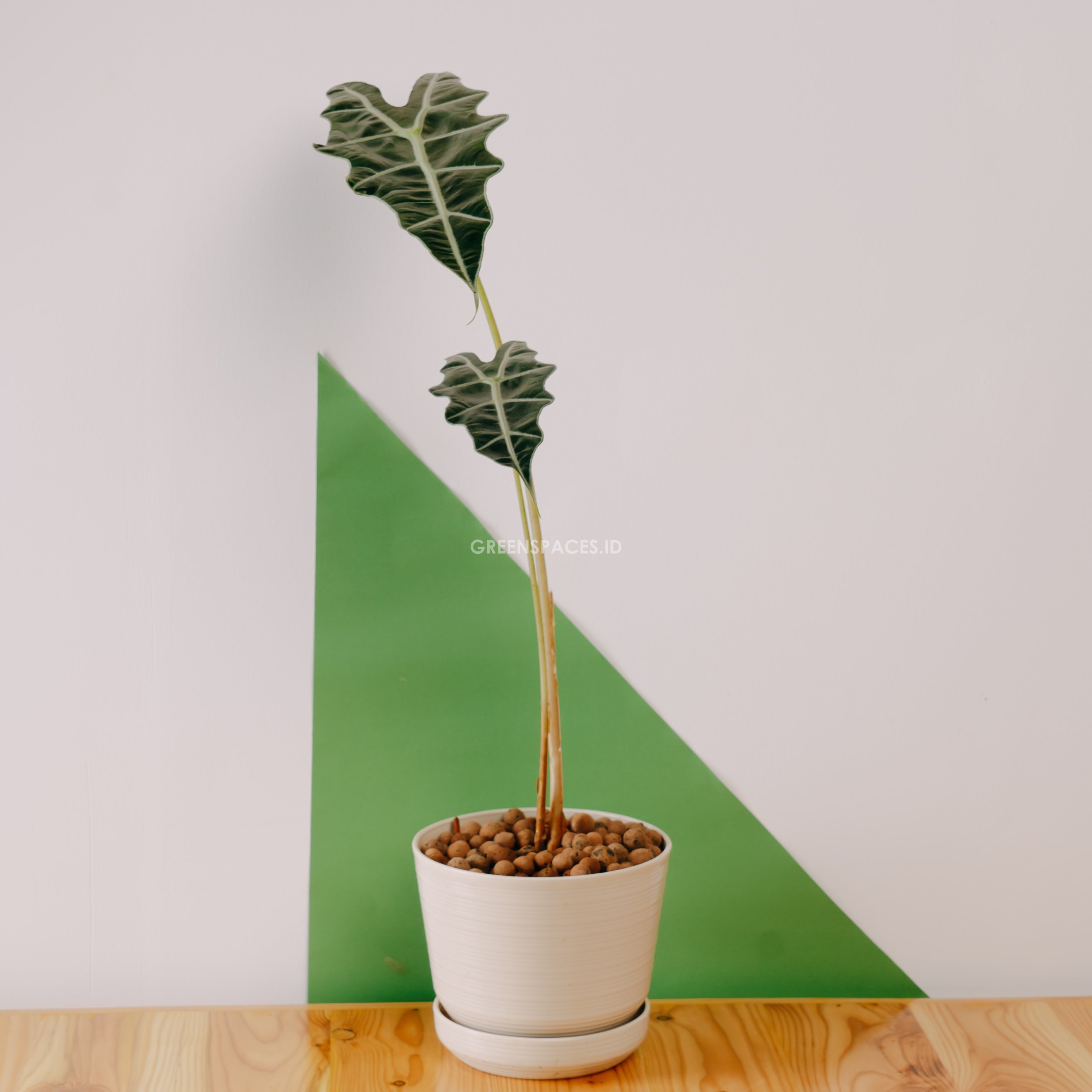 Alocasia Parasol