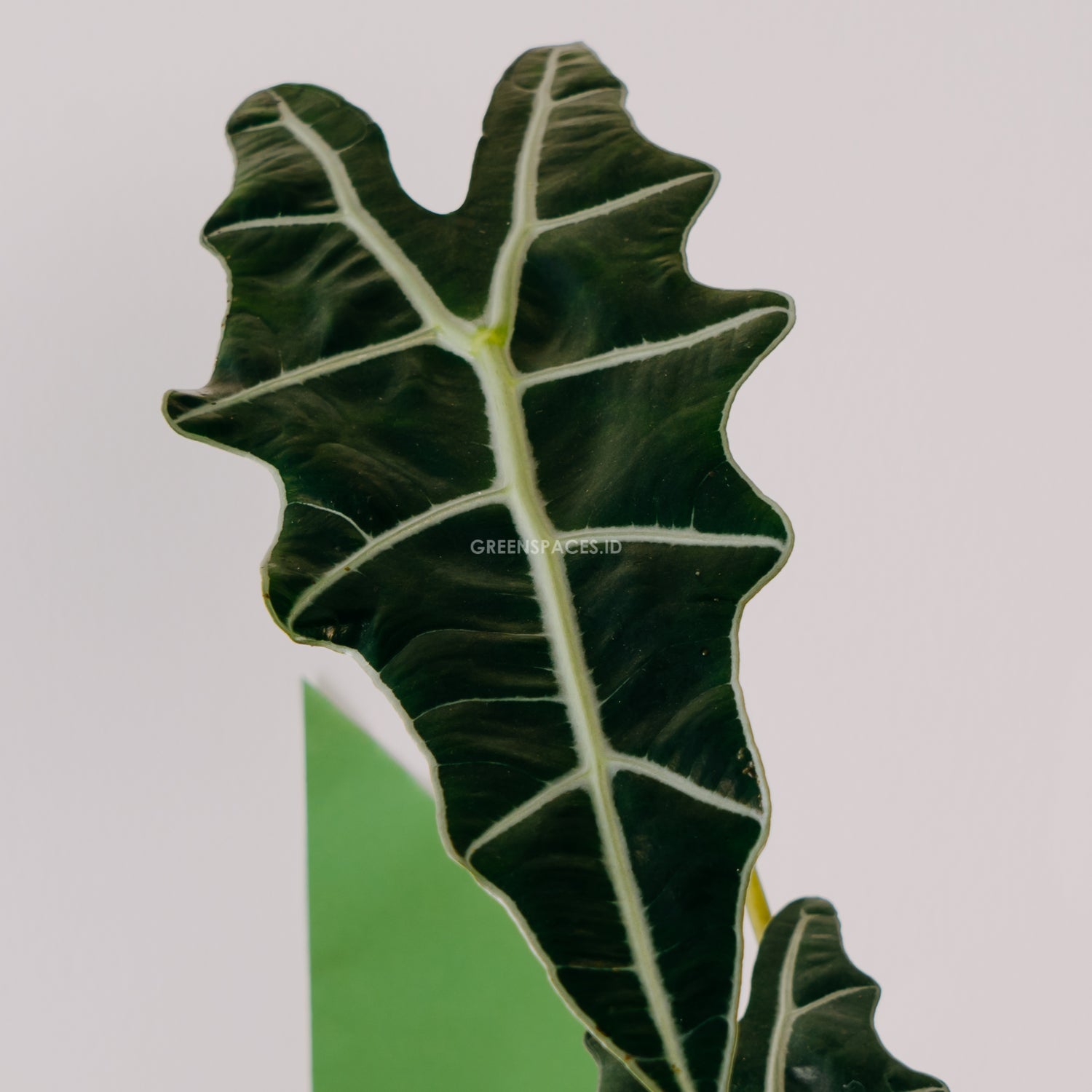 Alocasia Parasol