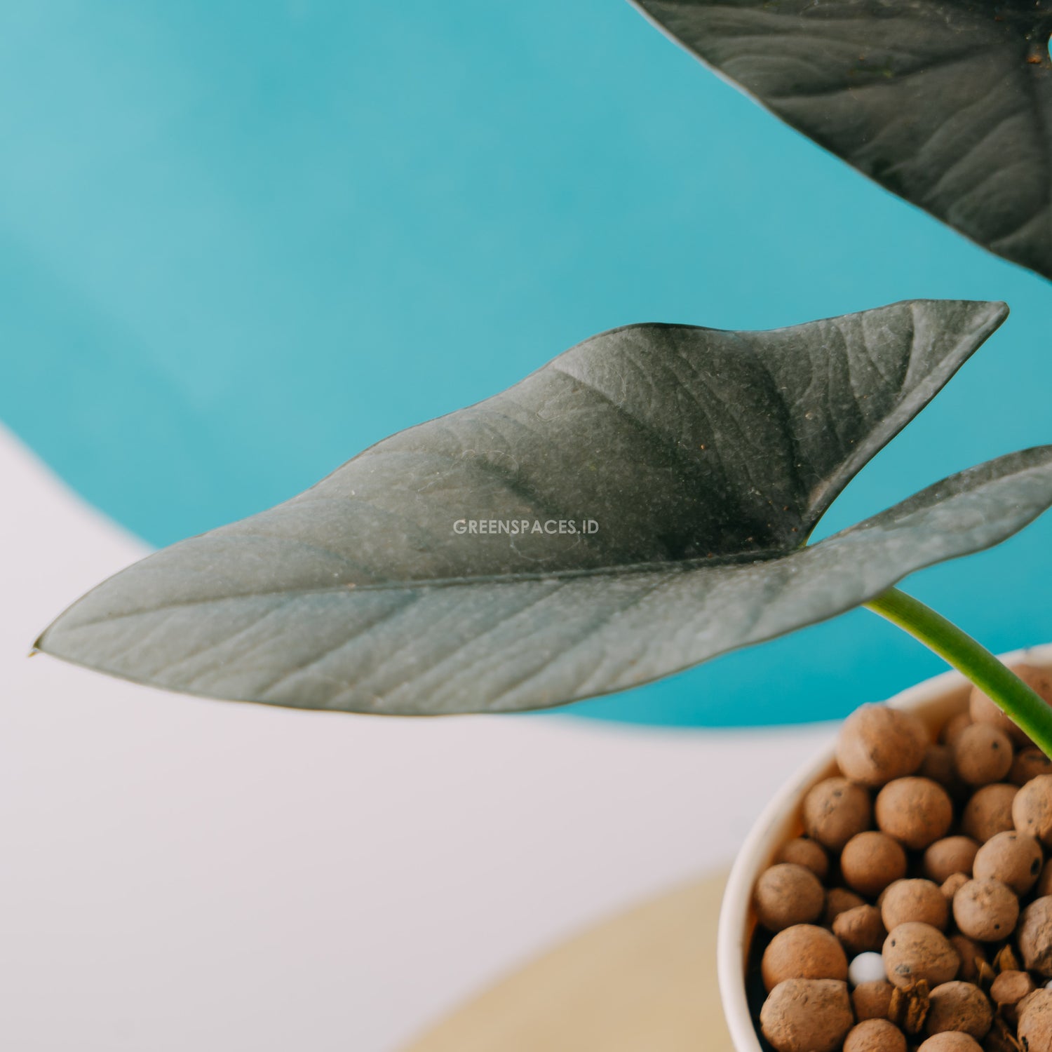 Alocasia reginae_Front Of Leaf