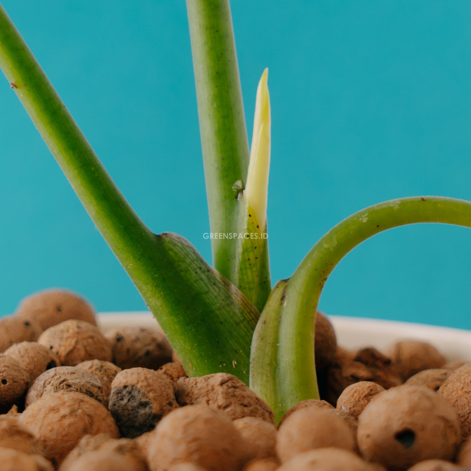 Alocasia reginae_Stem