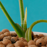 Alocasia reginae_Stem