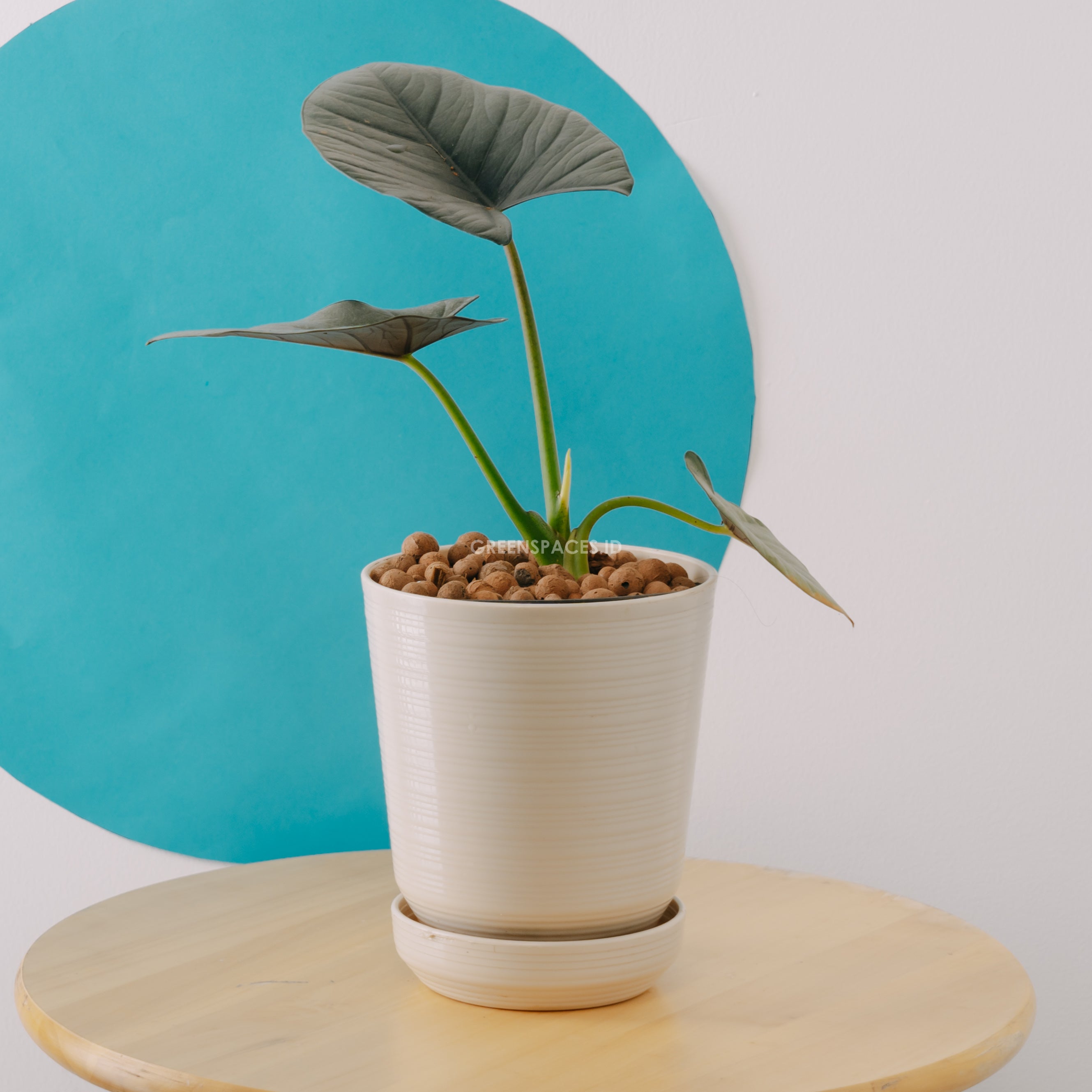 Alocasia reginae