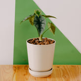 Alocasia reversa sp borneo