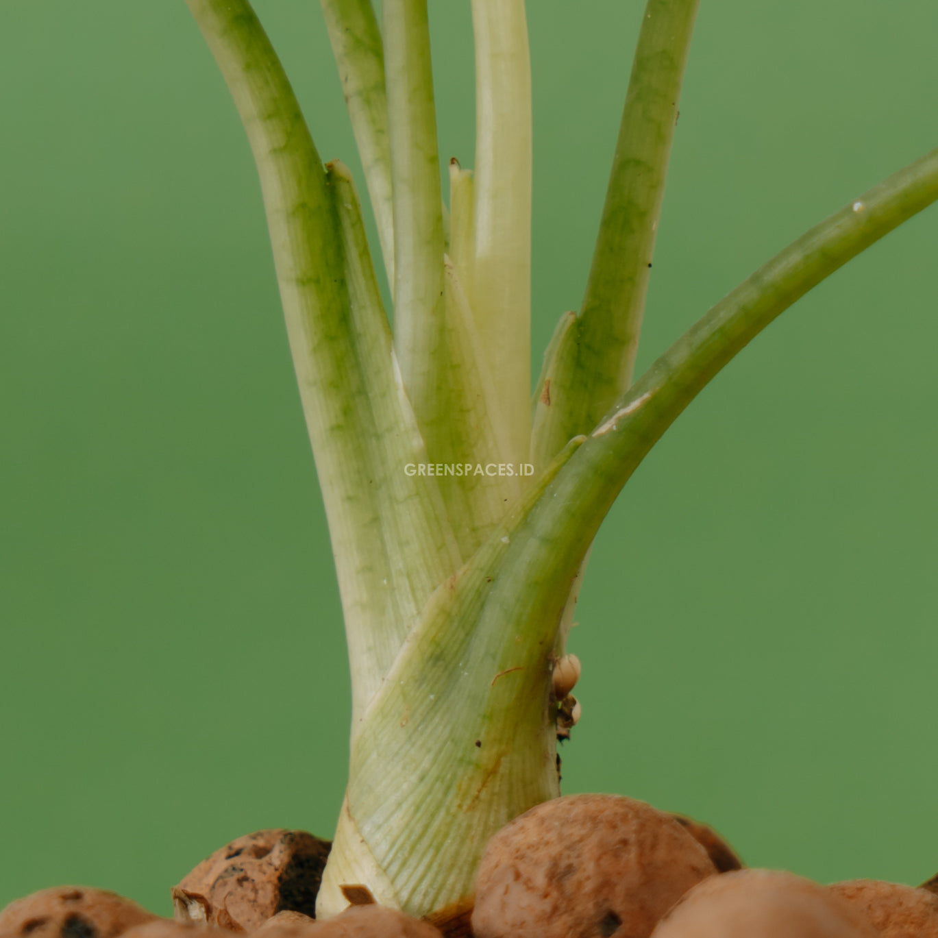 Alocasia reversa sp borneo_Stem