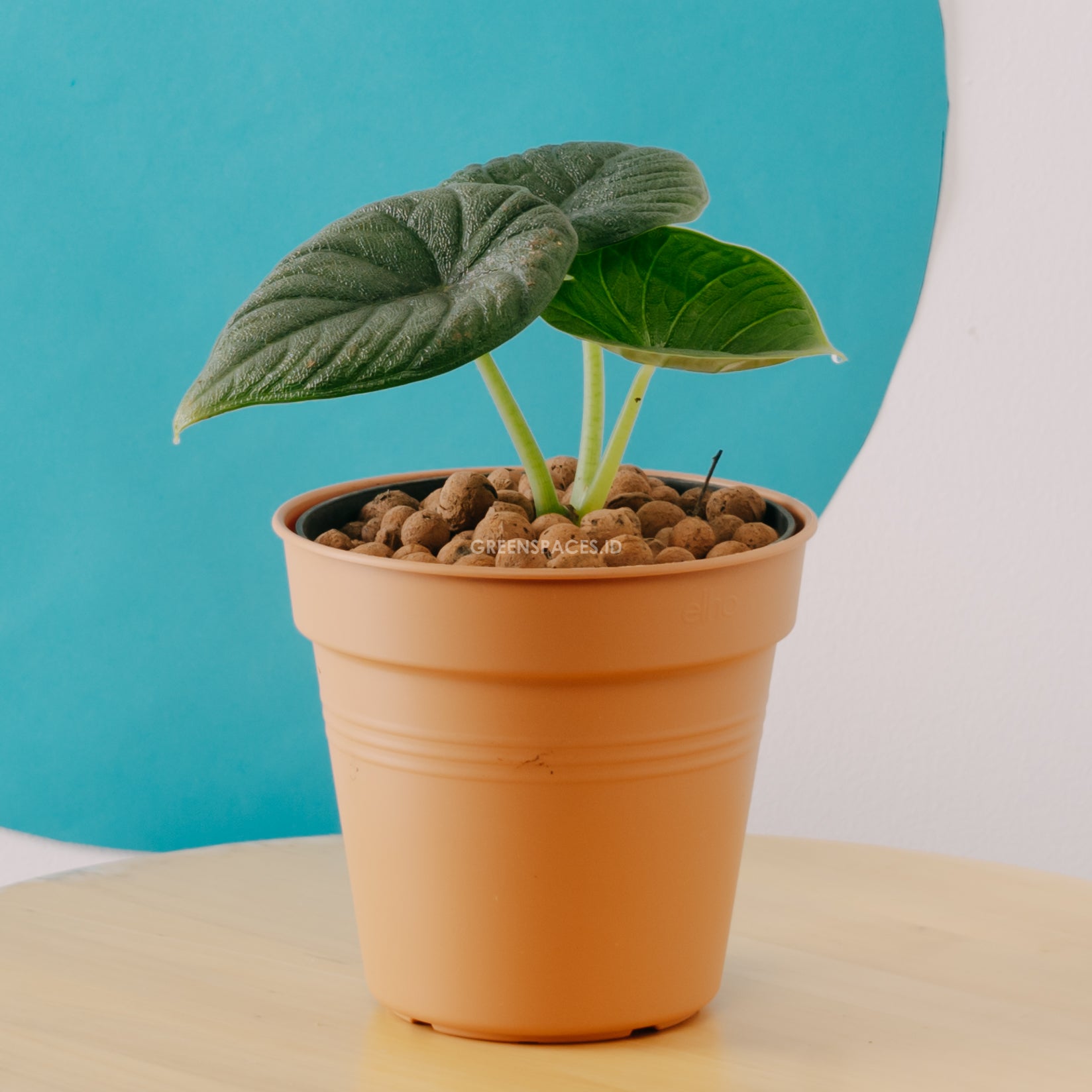 Alocasia rhino skin