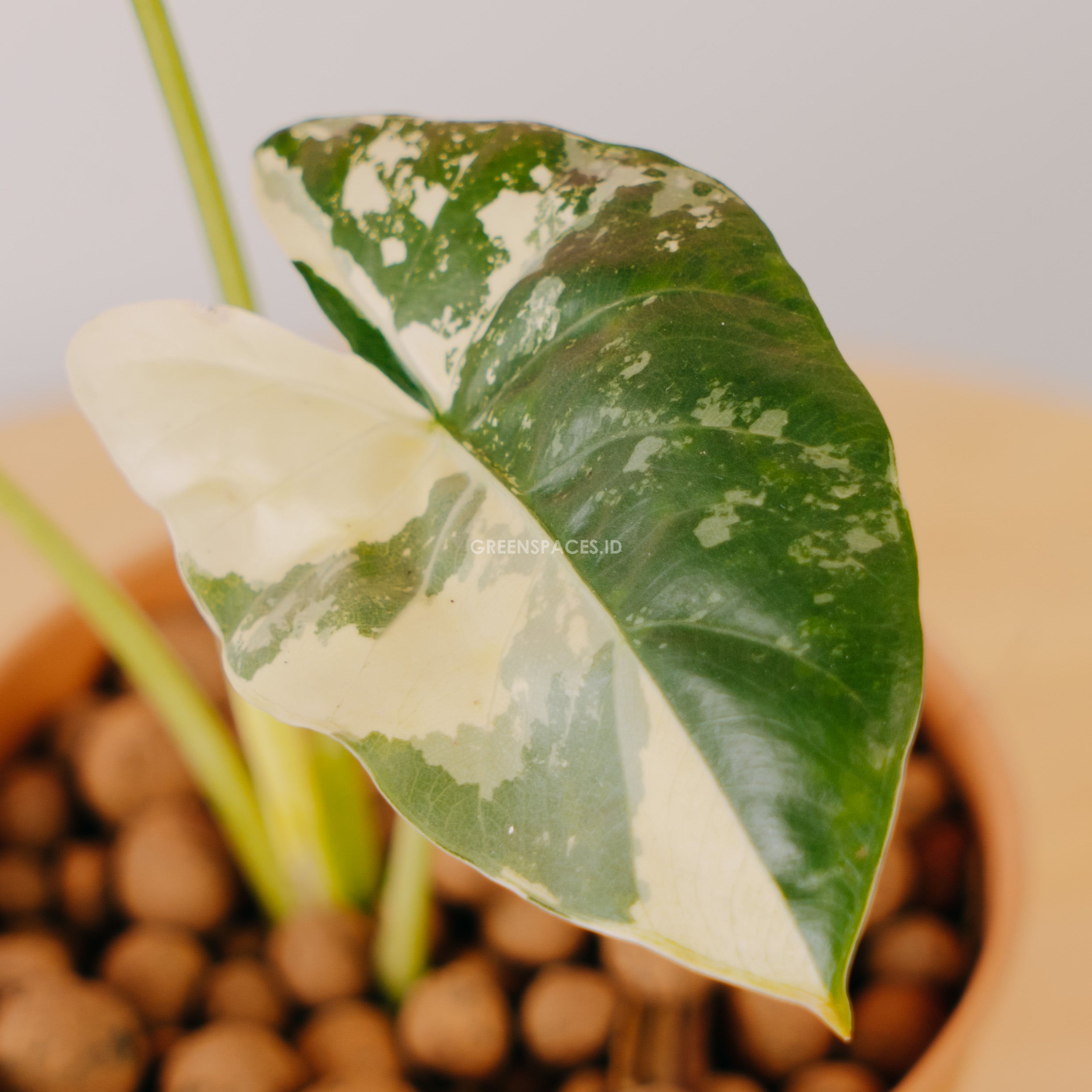 Alocasia sente variegated - Greenspaces.id