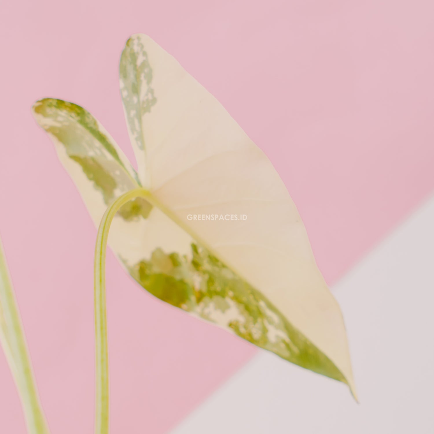 Alocasia sente variegated - Greenspaces.id