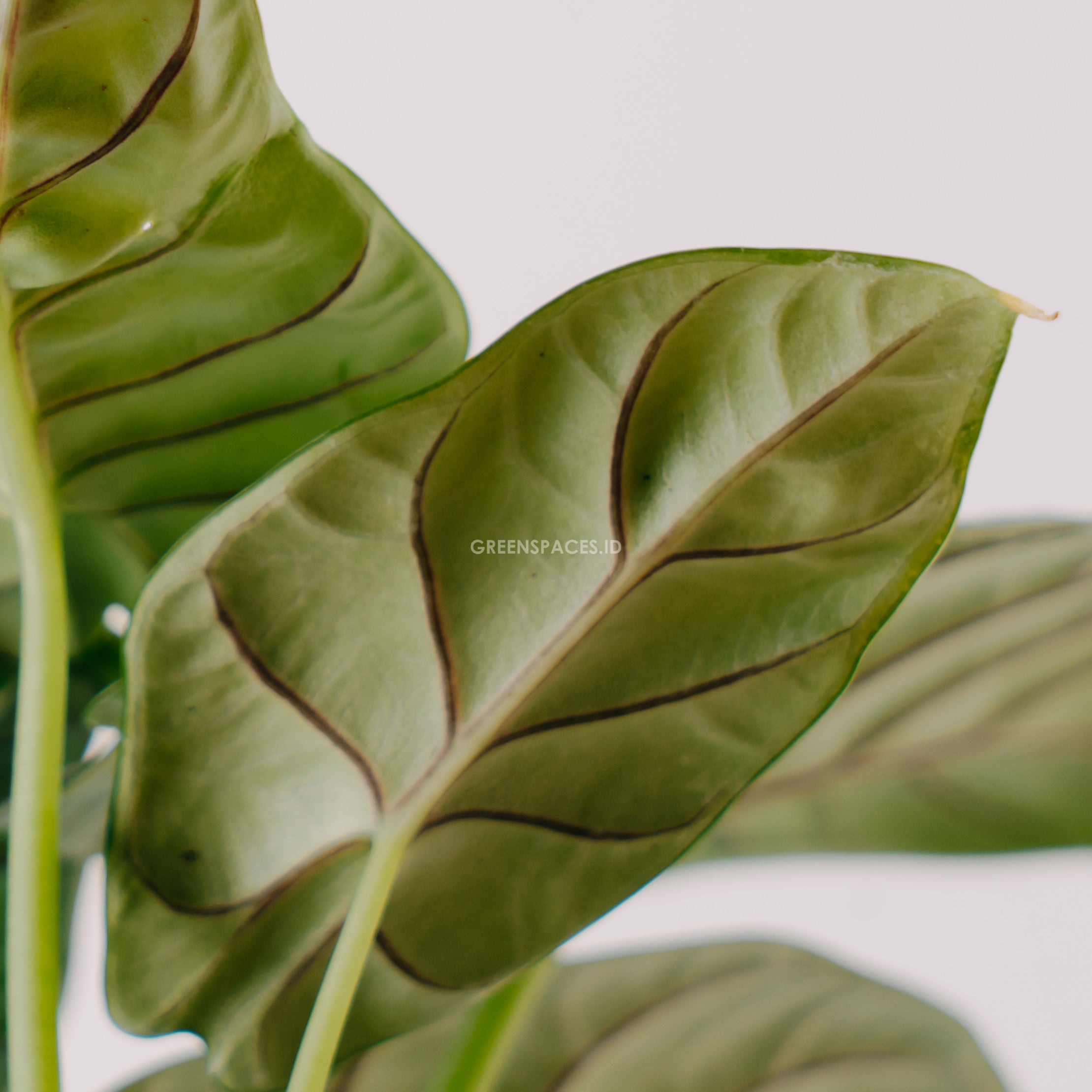 Alocasia Silver Dragon - Greenspaces.id