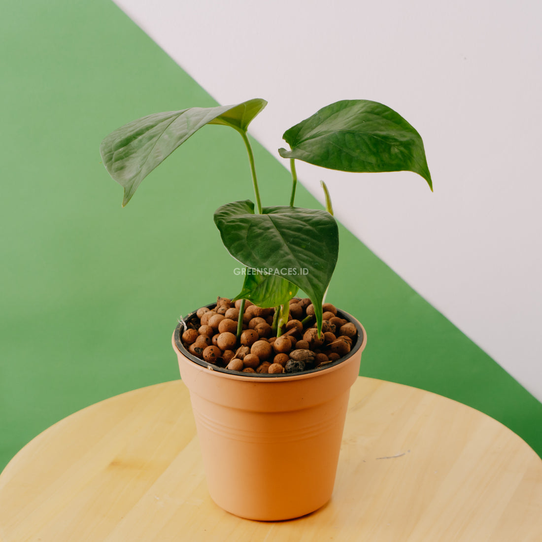 Amydrium Schoot - Greenspaces.id