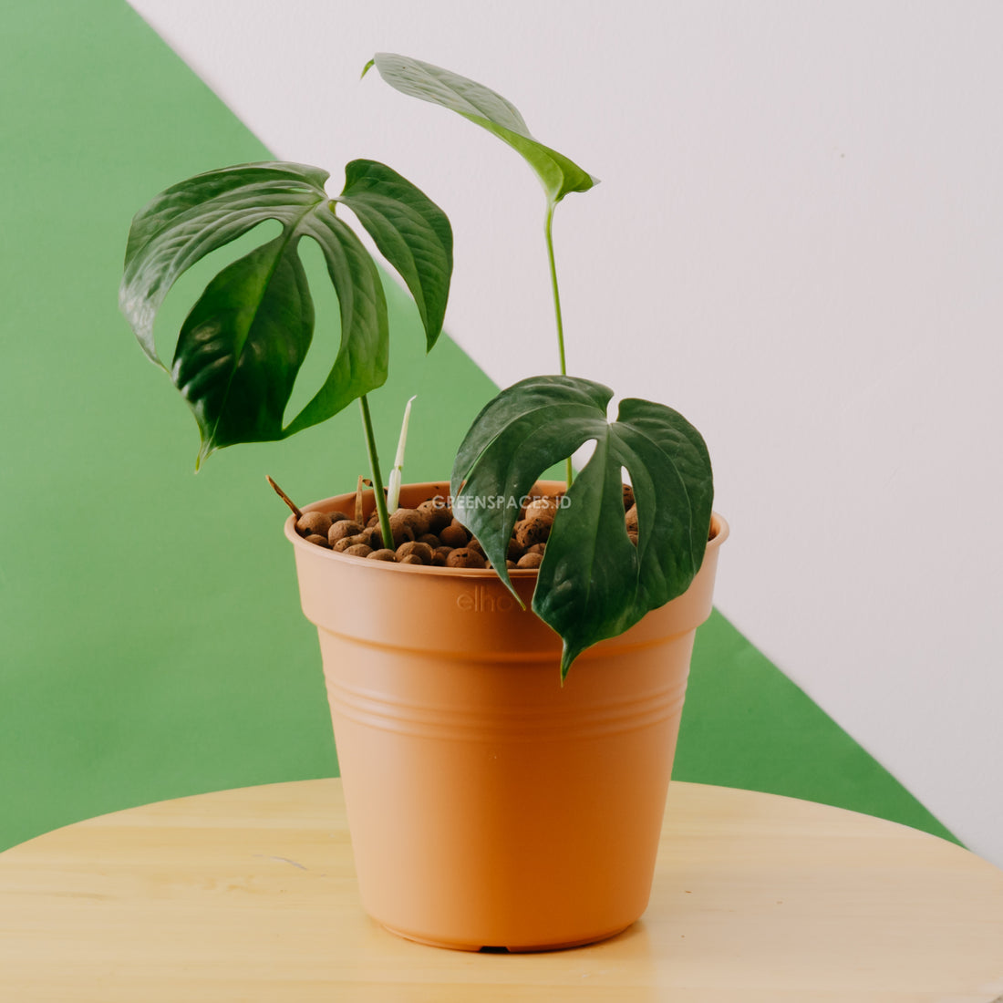 Amydrium Silver - Greenpaces.id