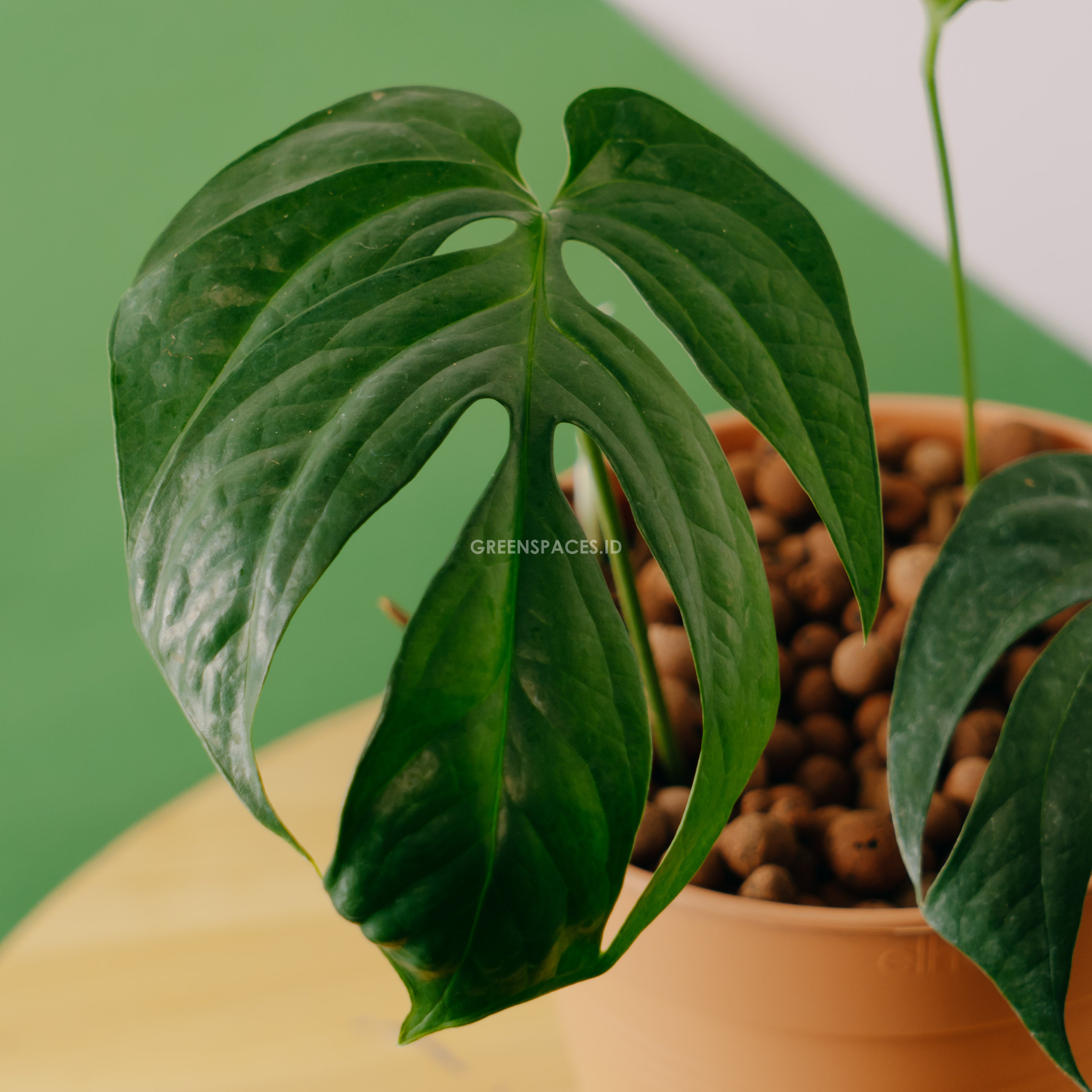 Amydrium Silver - Greenpaces.id