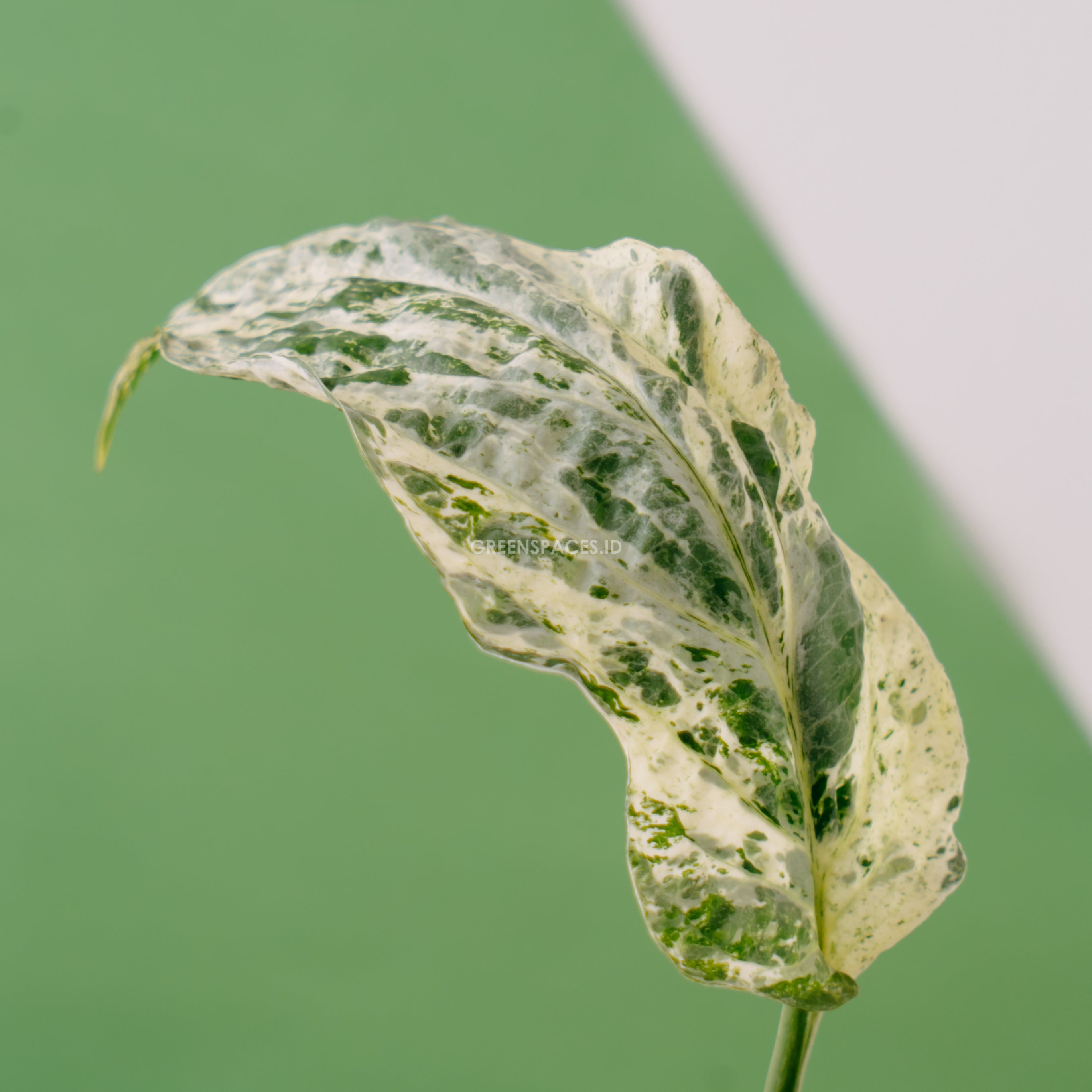 Amydrium Variegated - Greenspaces.id