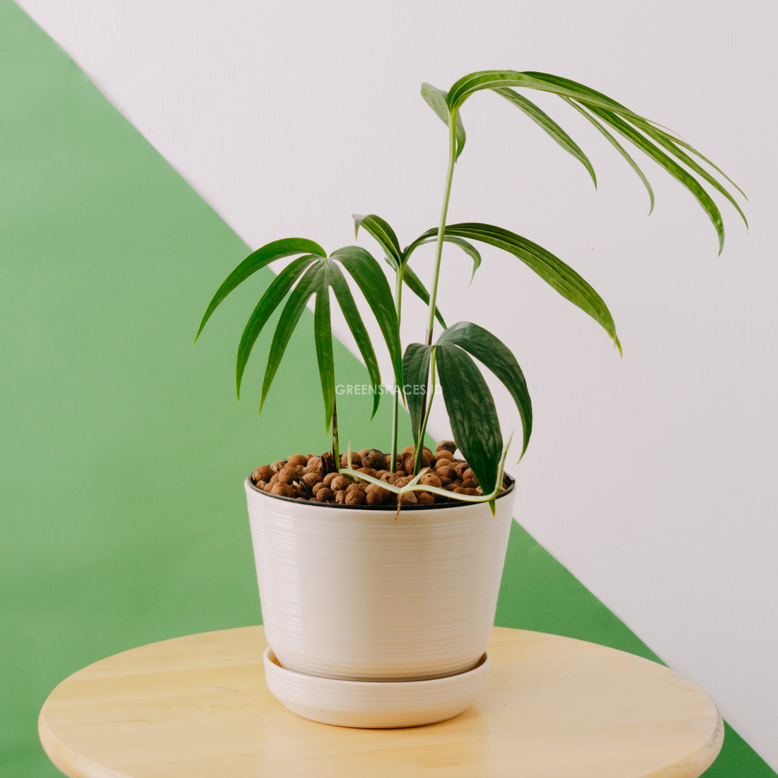 Amydrium Zipellianum - Greenspaces.id