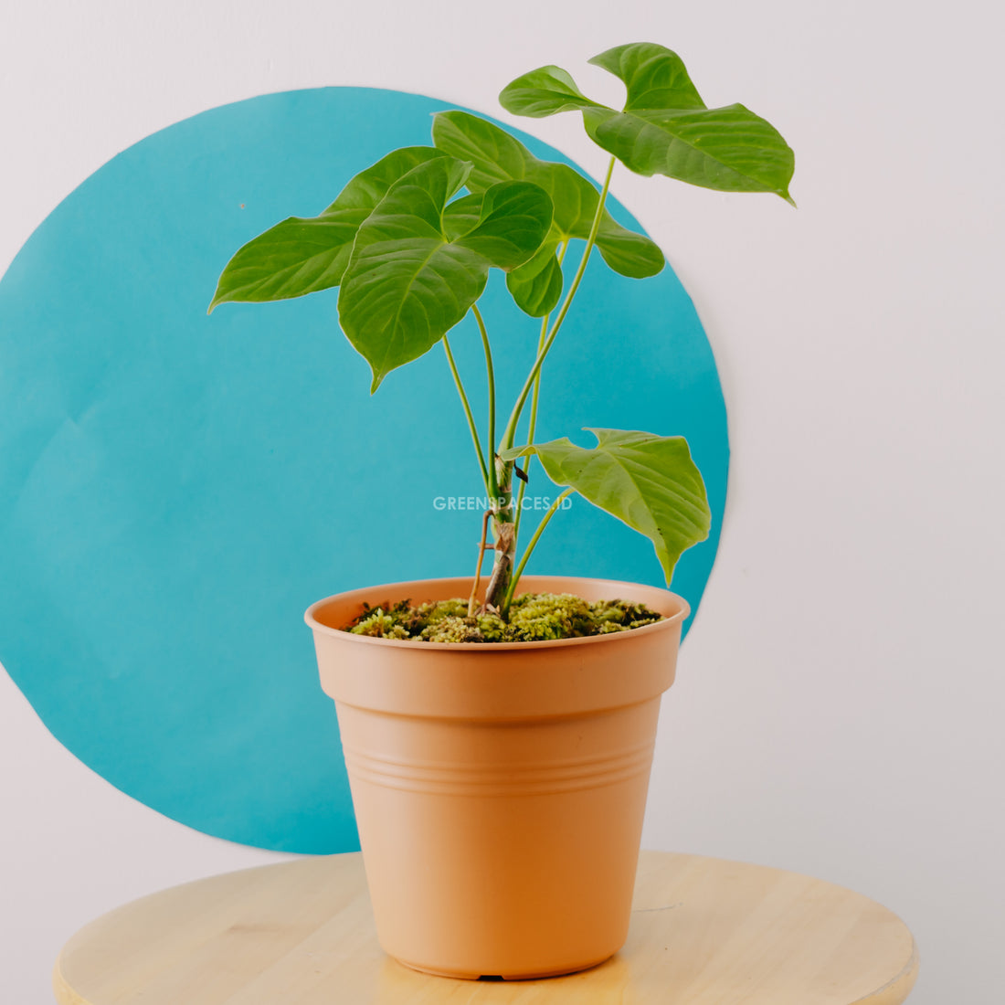 Anthurium Balaoanum Big size  - Greenspaces.id