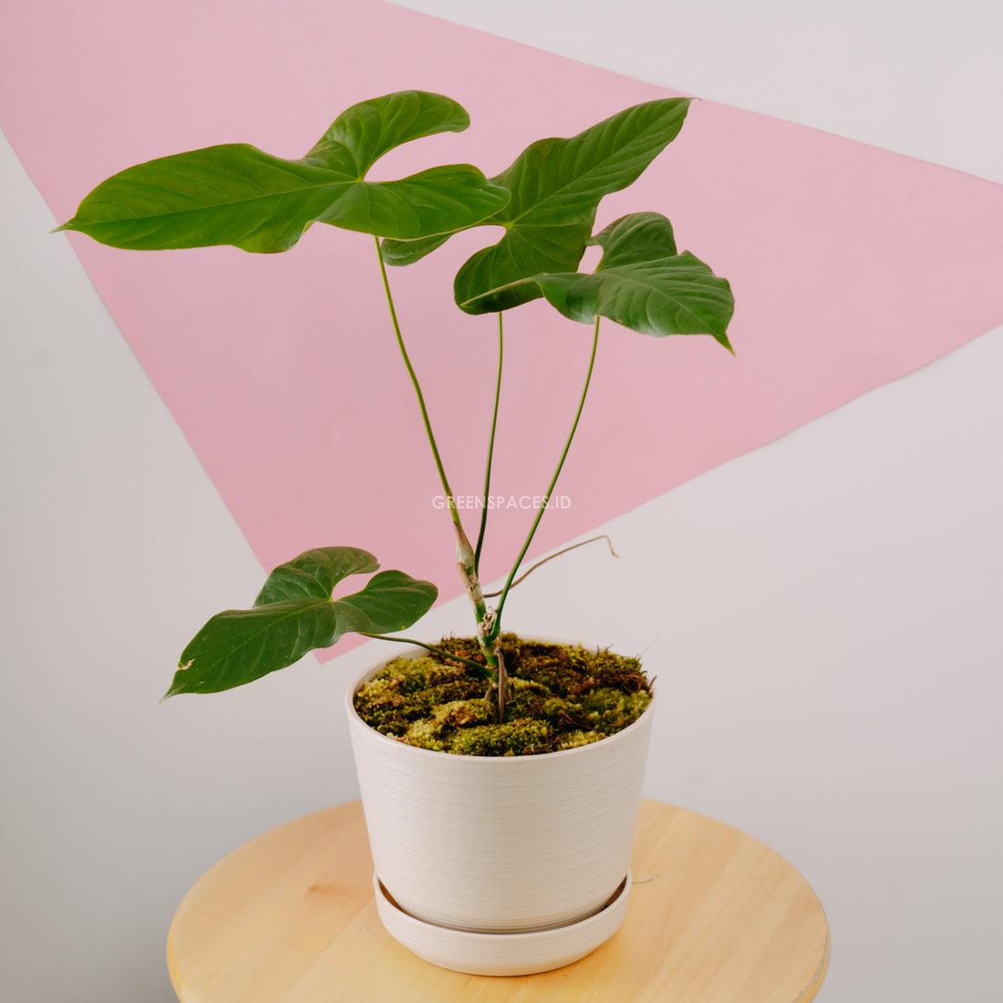 Anthurium Balaoeanum - Greenspaces.id