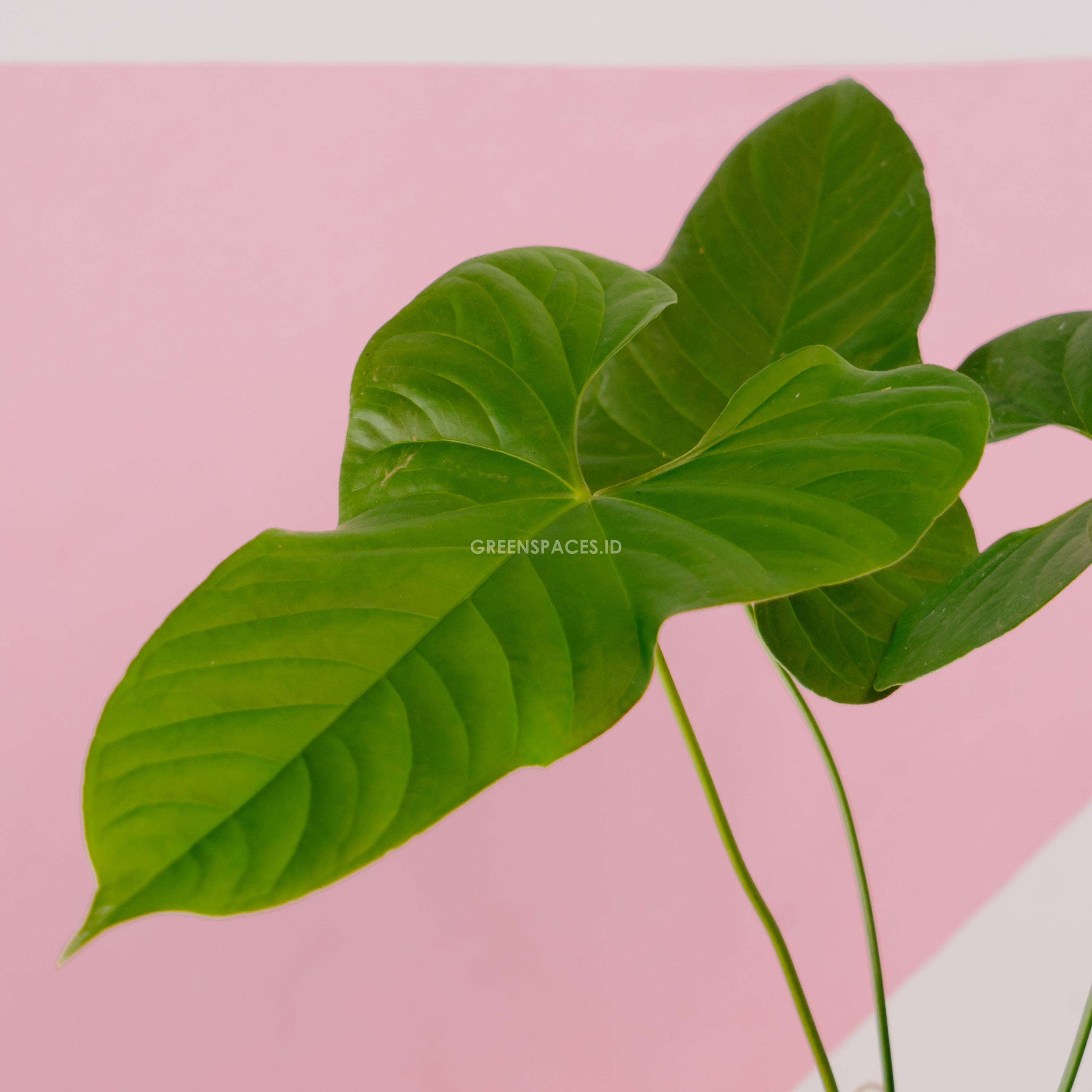 Anthurium Balaoeanum - Greenspaces.id
