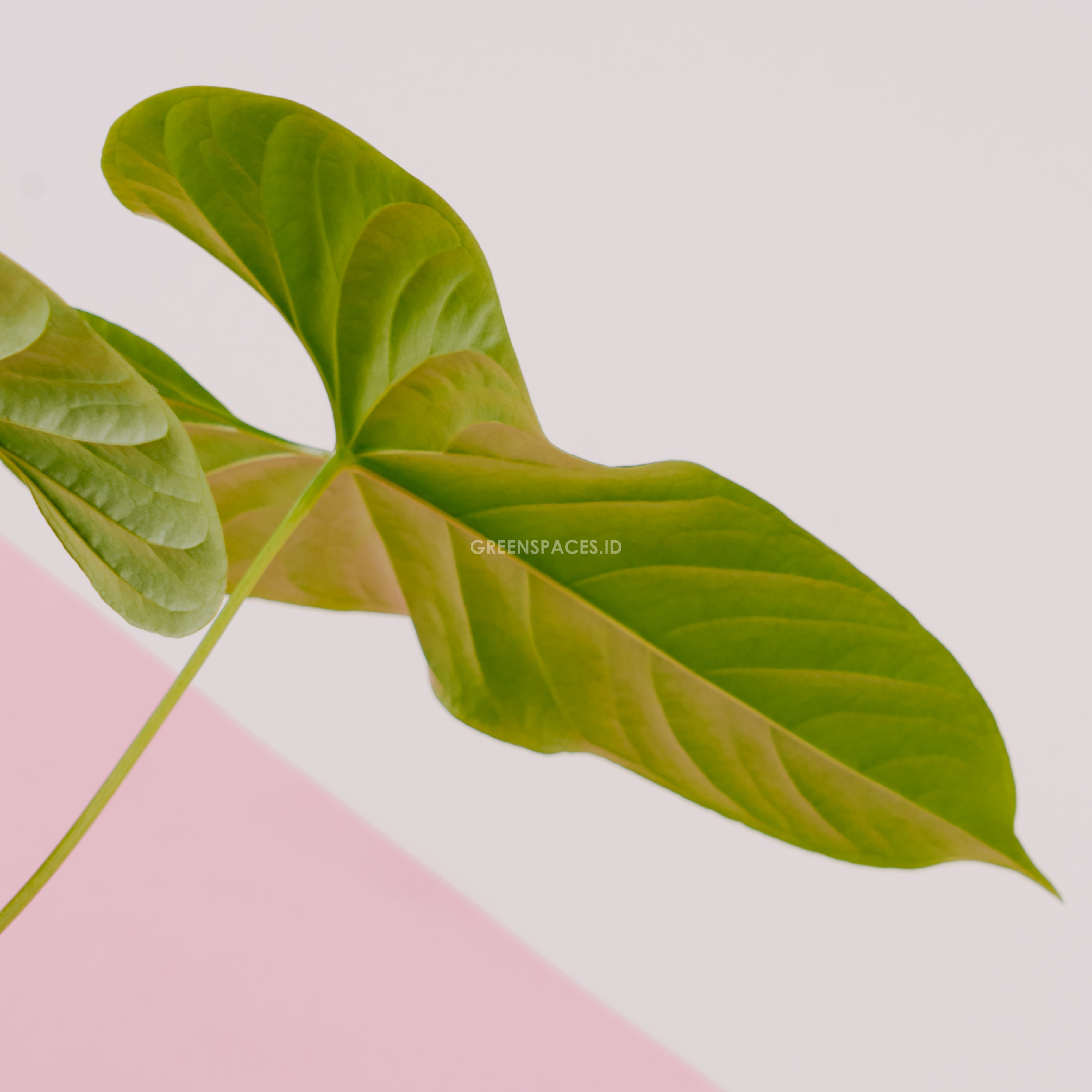 Anthurium Balaoeanum - Greenspaces.id