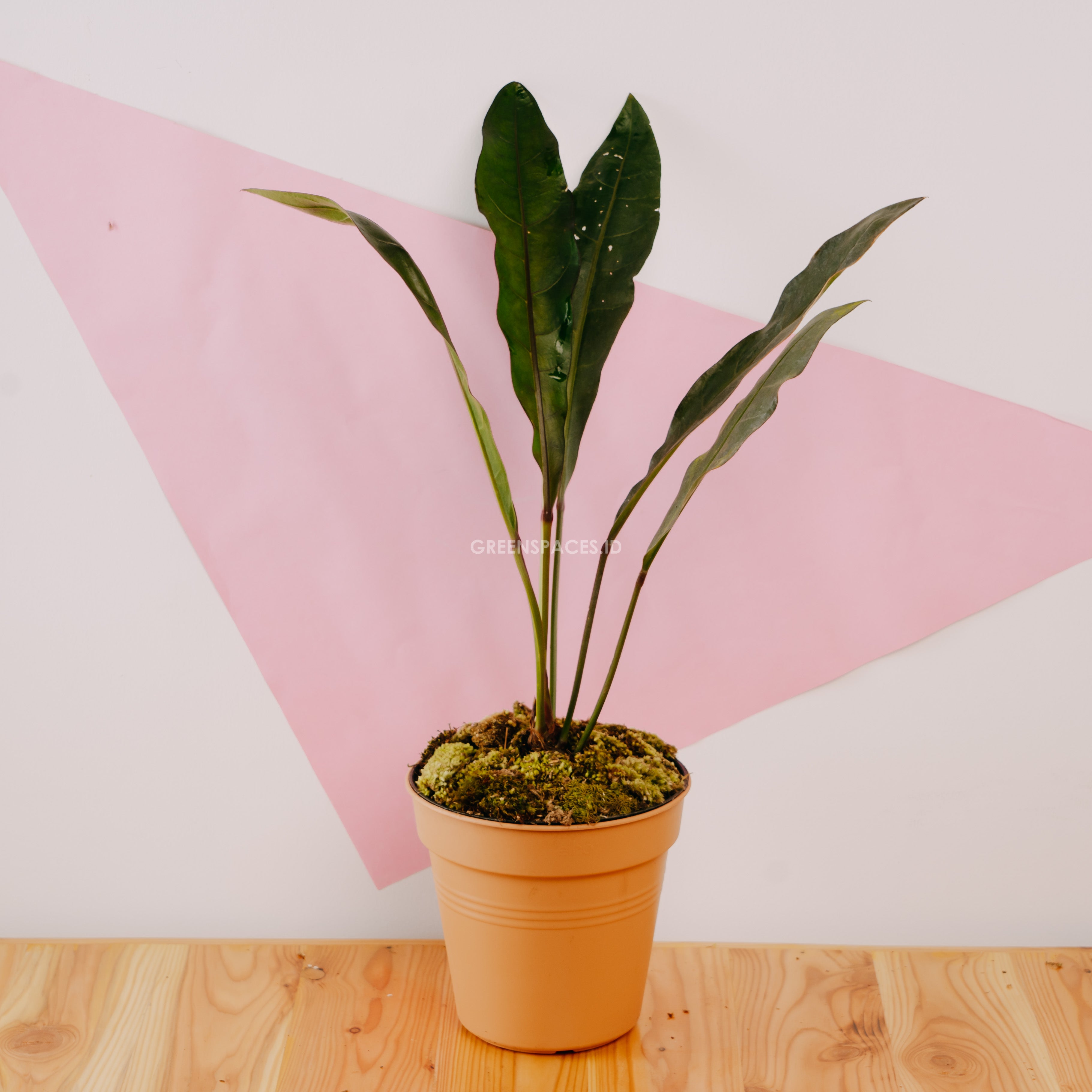 anthurium 'black king' Anthurium Black Marry – Greenspaces.id