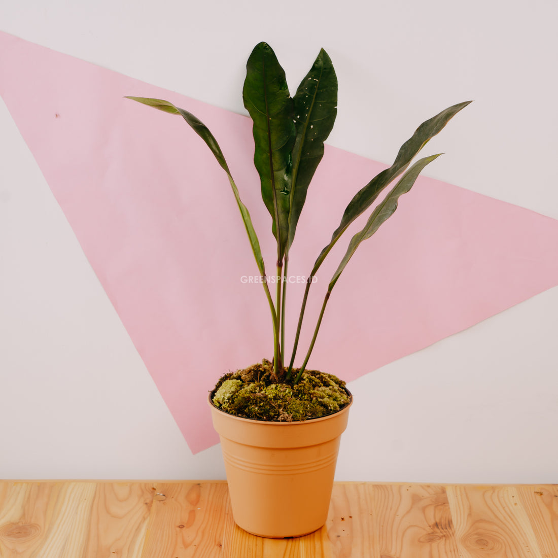 Anthurium Black Marry - Greenspaces.id