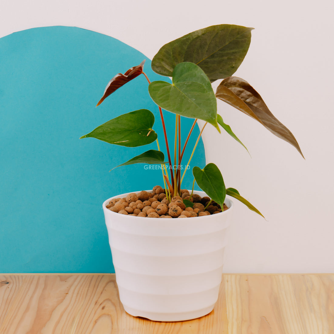 Anthurium Chamberlaini - Greenspaces.id