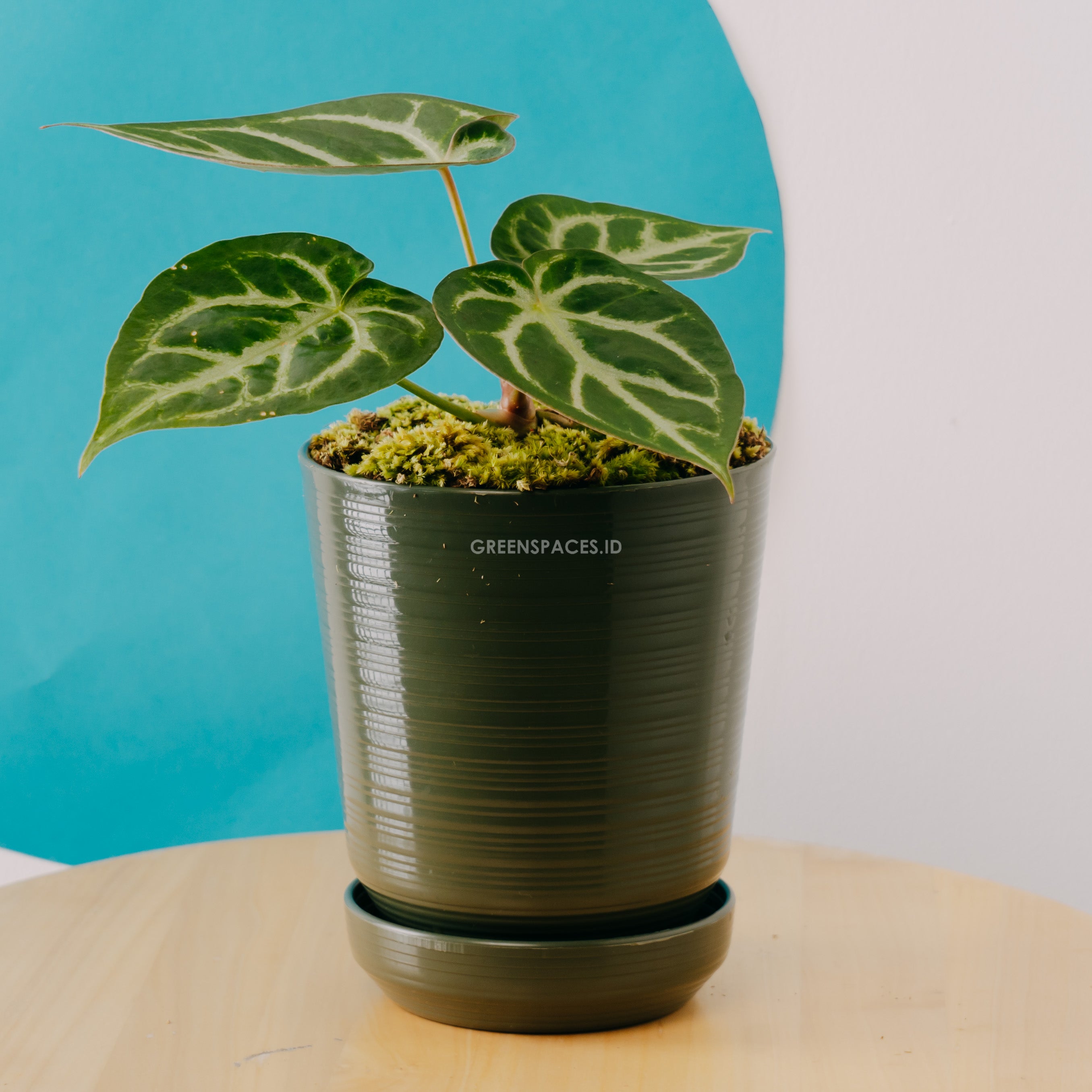 anthurium chrystalinum Anthurium Crystallinum