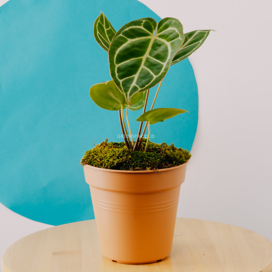 Anthurium Chrystalinum Red Stem - greenspaces.id