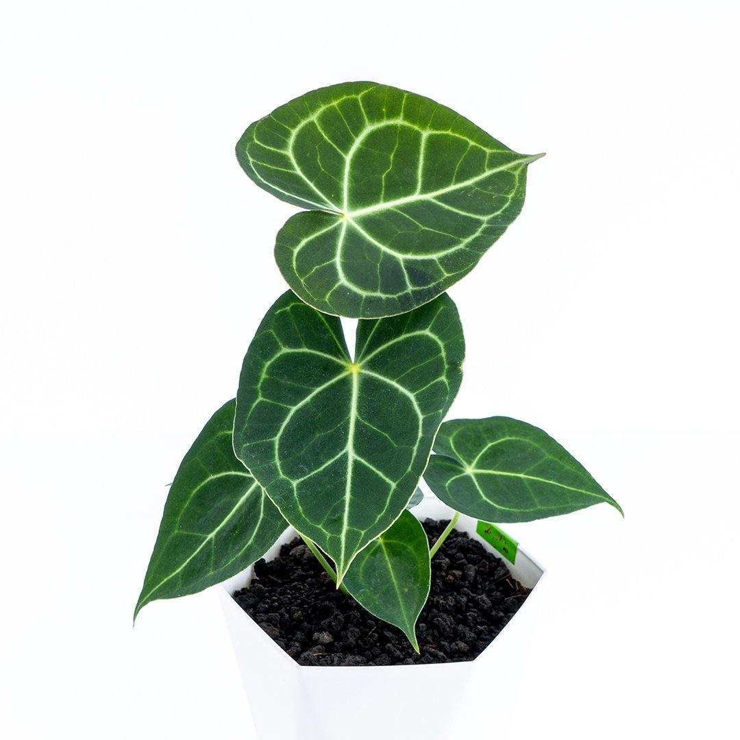 Anthurium Clarinervium Medium Size - Greenspaces.id