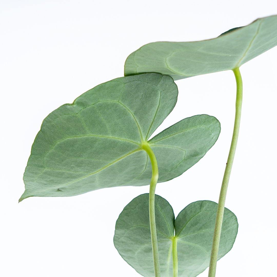 Anthurium Clarinervium Medium Size - Greenspaces.id
