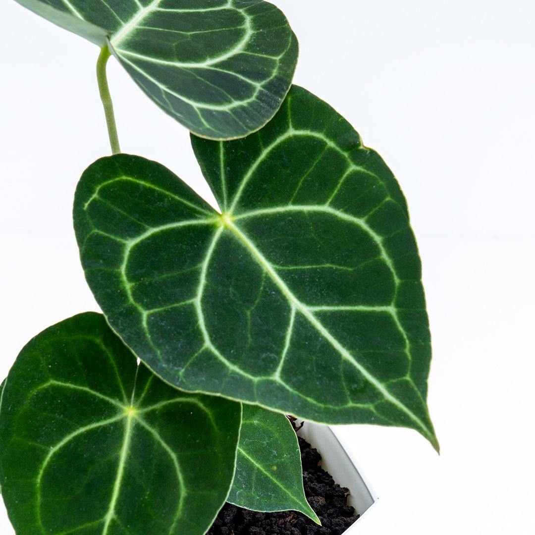 Anthurium Clarinervium Medium Size - Greenspaces.id