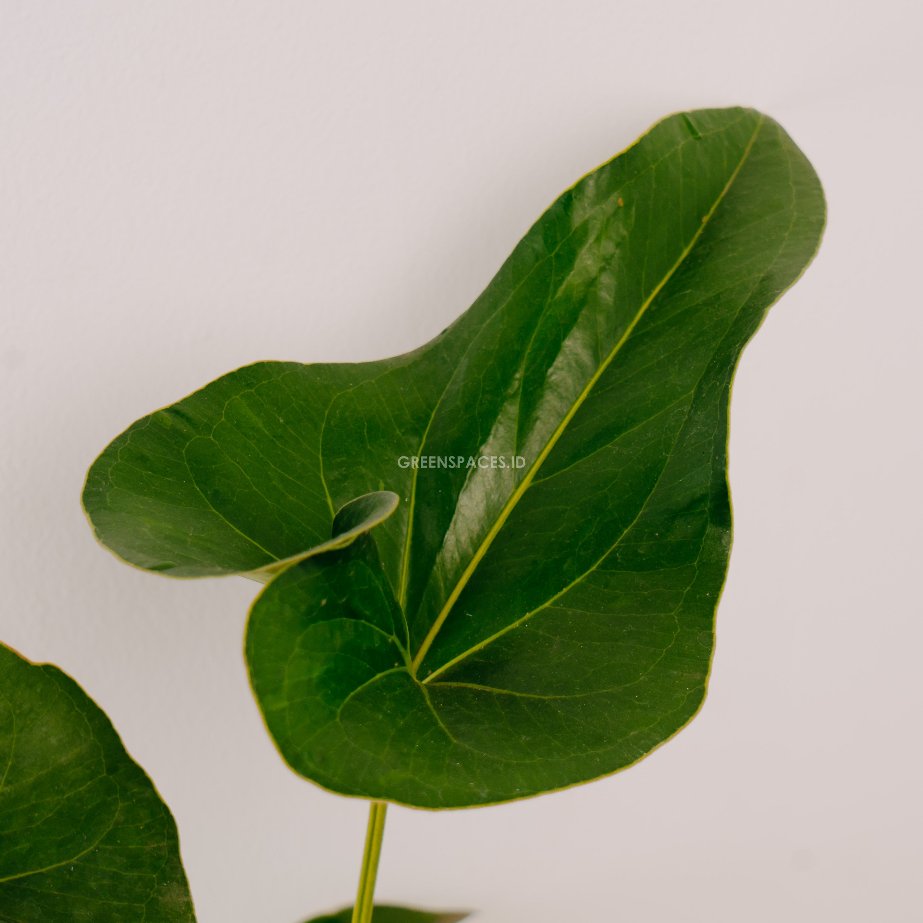 Anthurium Corong - greenspaces