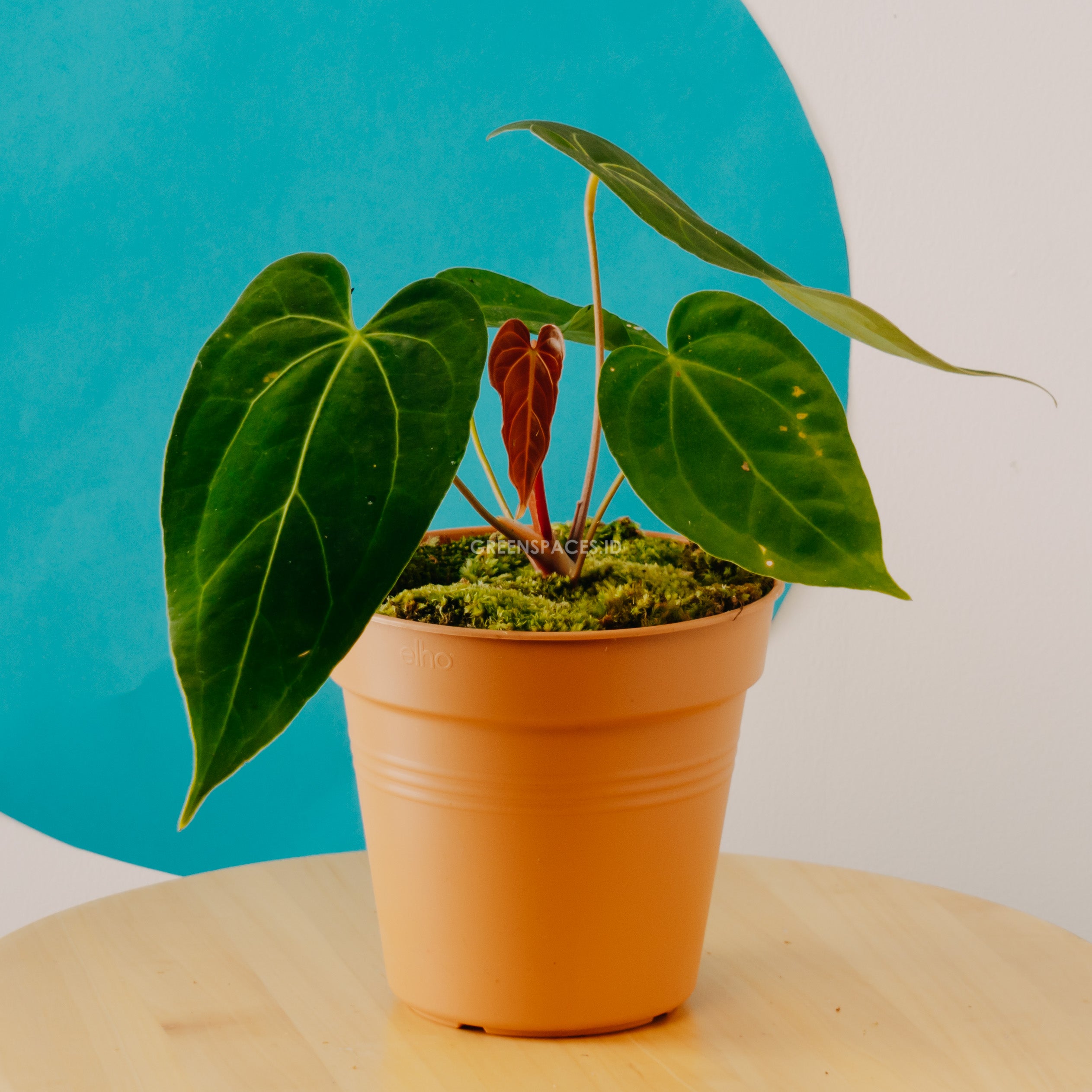 anthurium green mamba Anthurium Green Mamba