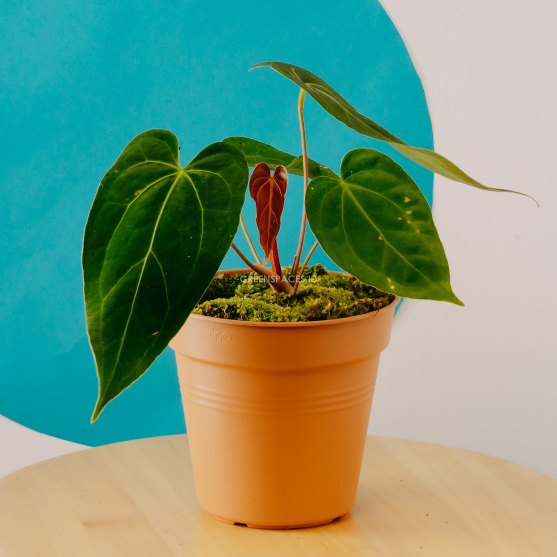 Anthurium Green Mamba - greenpaces.id