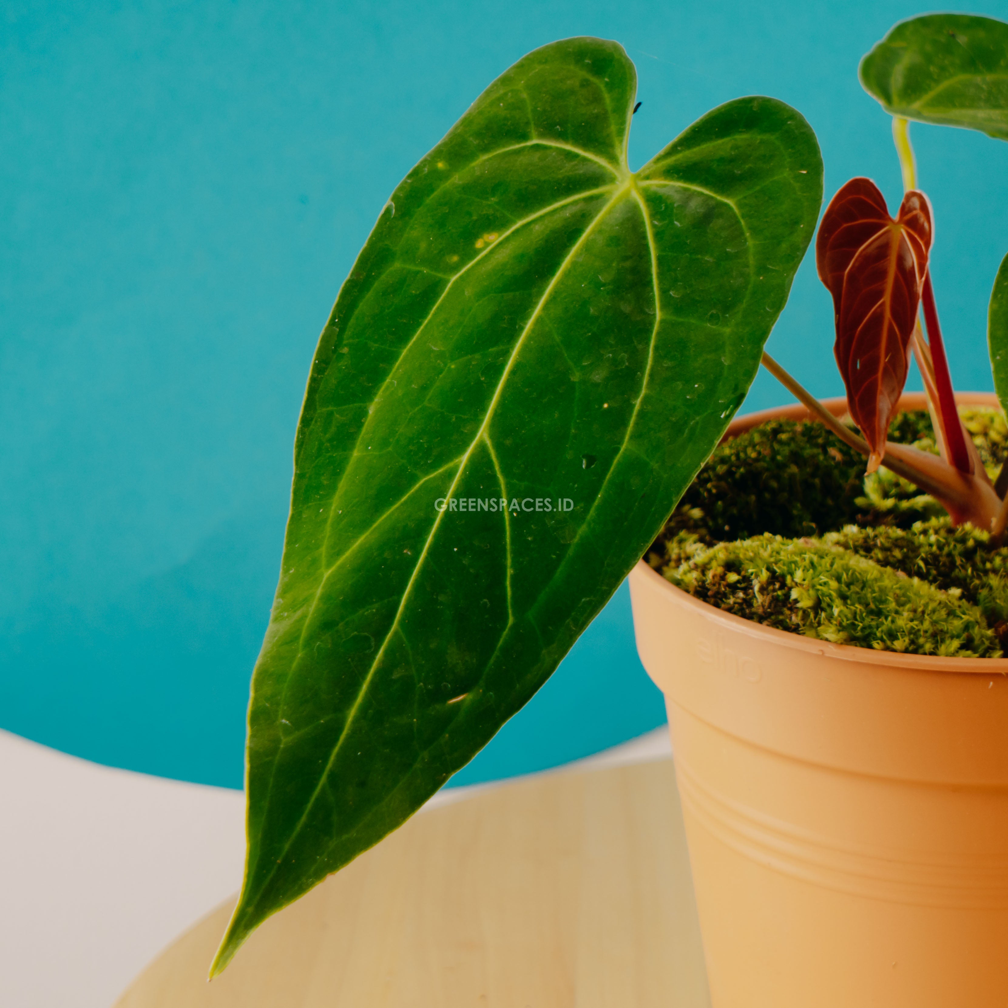 Anthurium Green Mamba - greenpaces.id