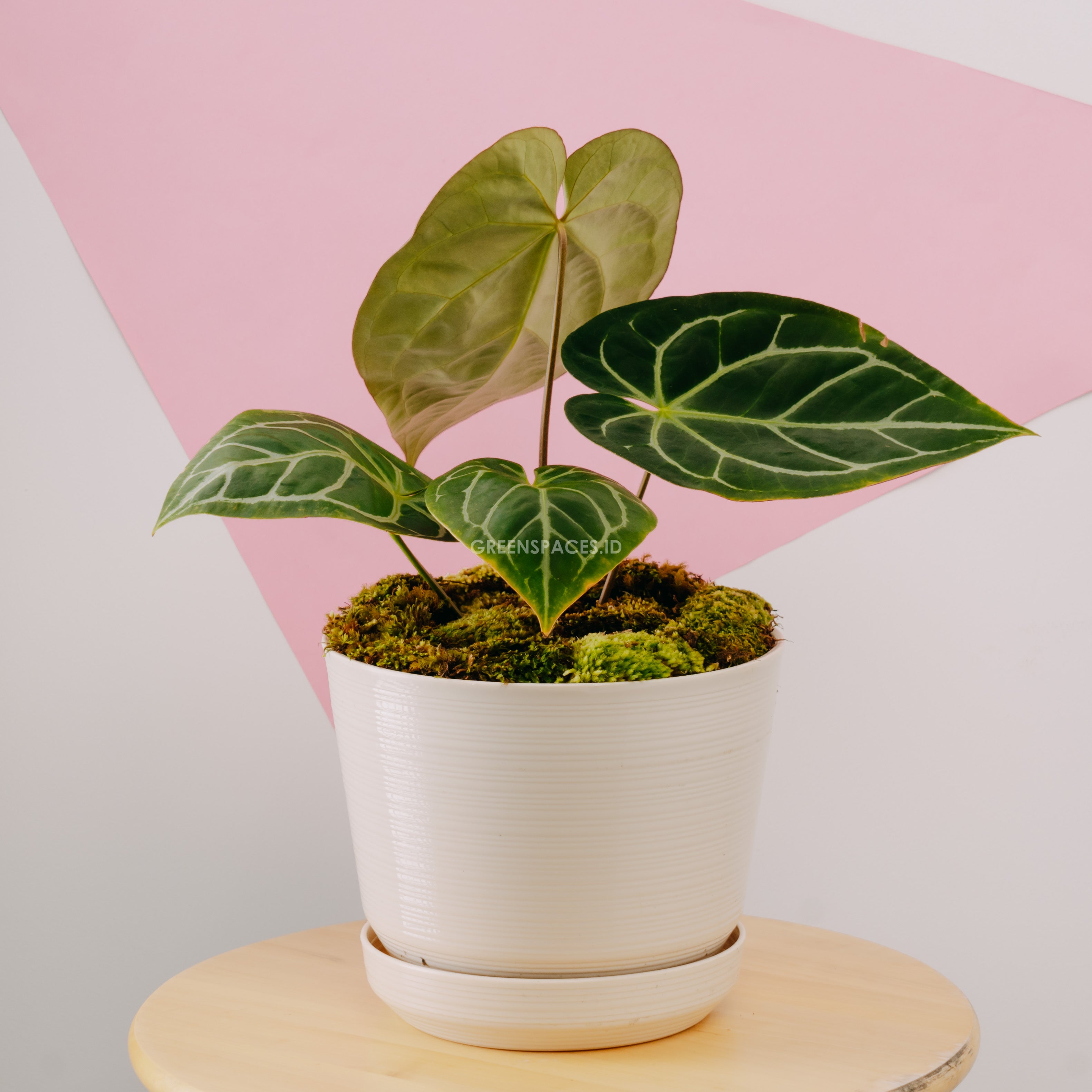 anthurium stekken Anthurium Magnificum Big