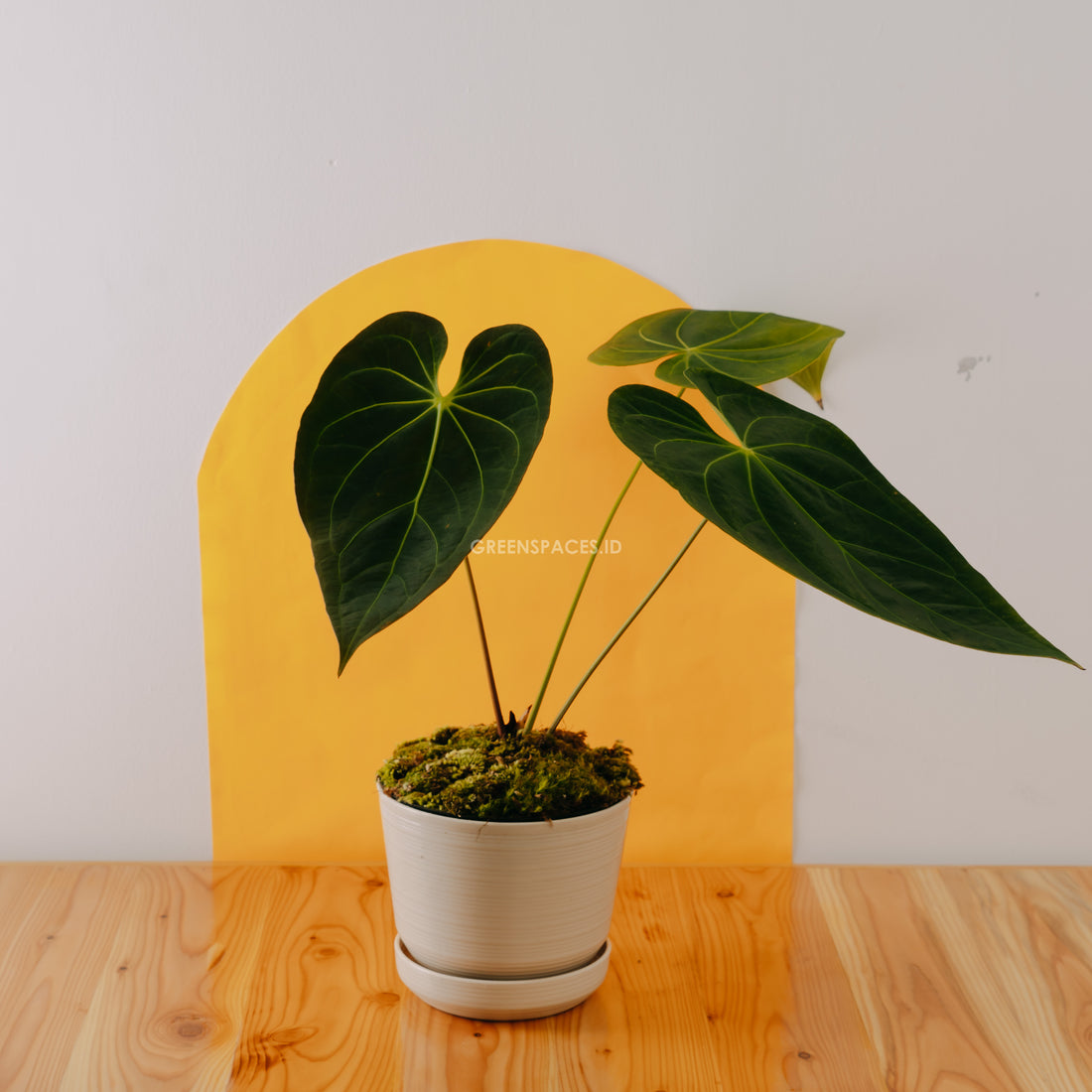 Anthurium Magnificum Verde - Greenspaces.id