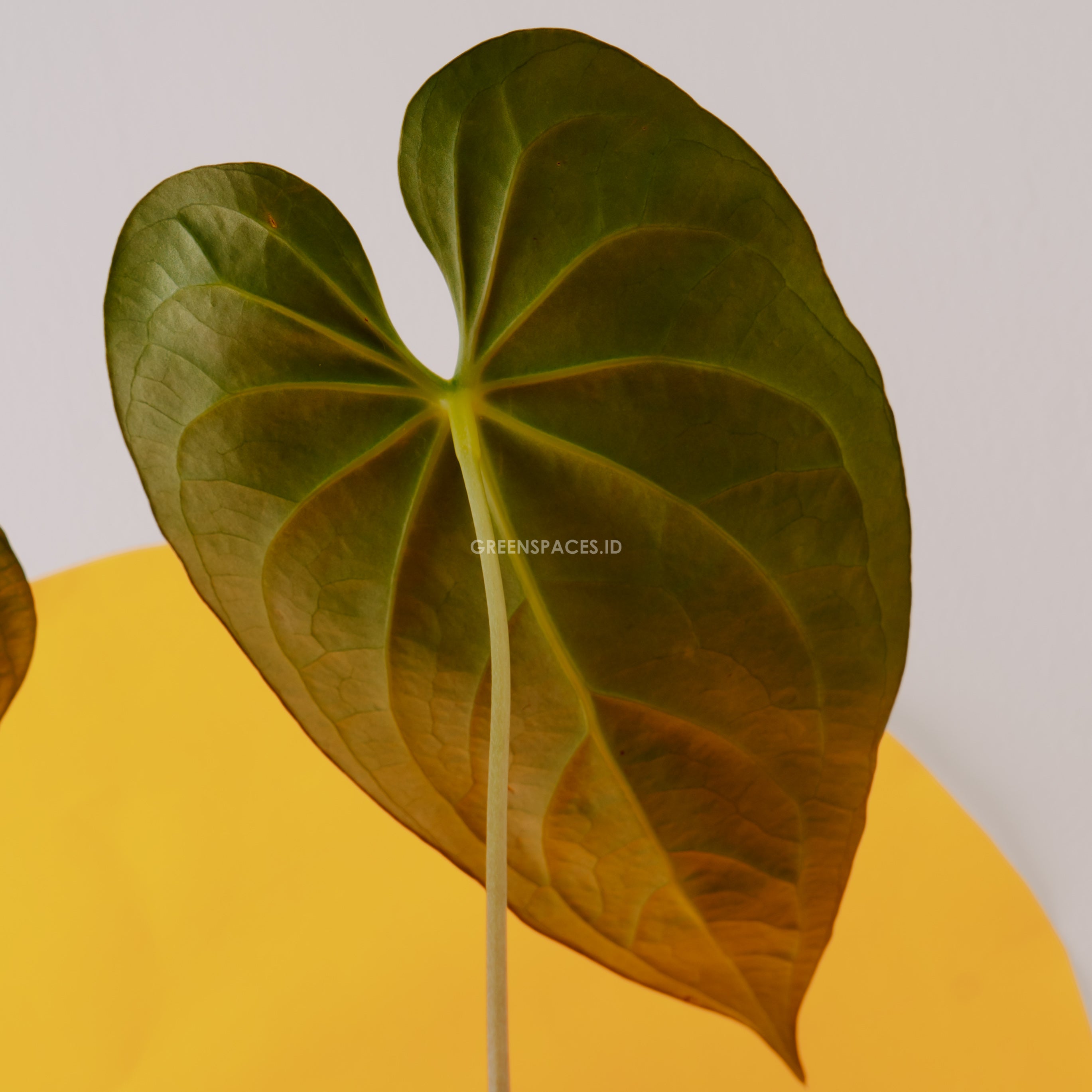 Anthurium Magnificum Verde - Greenspaces.id