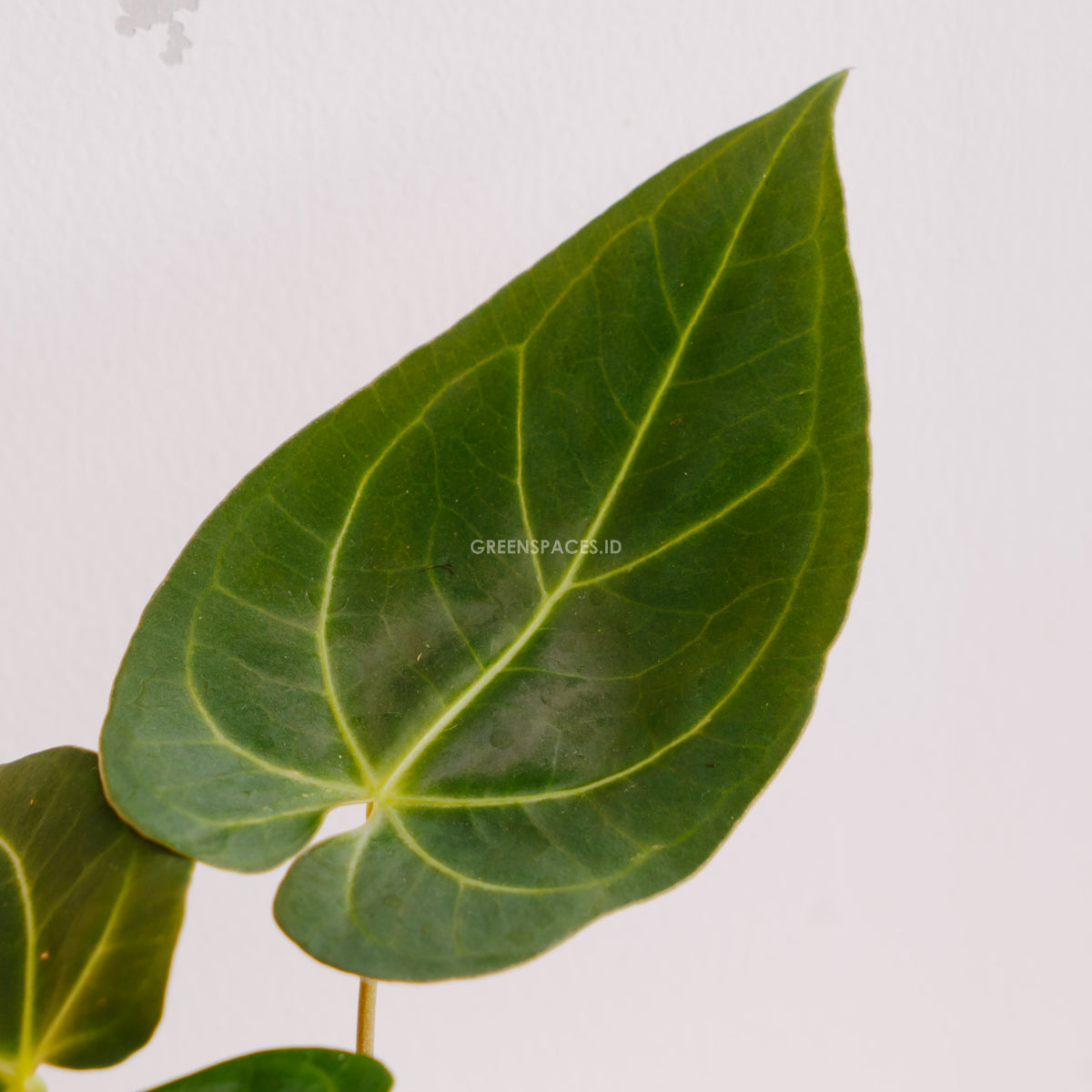 Anthurium Papilaminum x Magnificum Verde - Greenspaces.id
