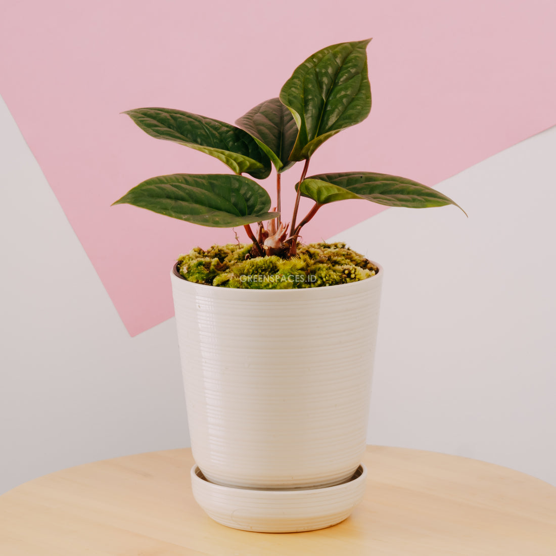 Anthurium Radicans - Greenspaces.id