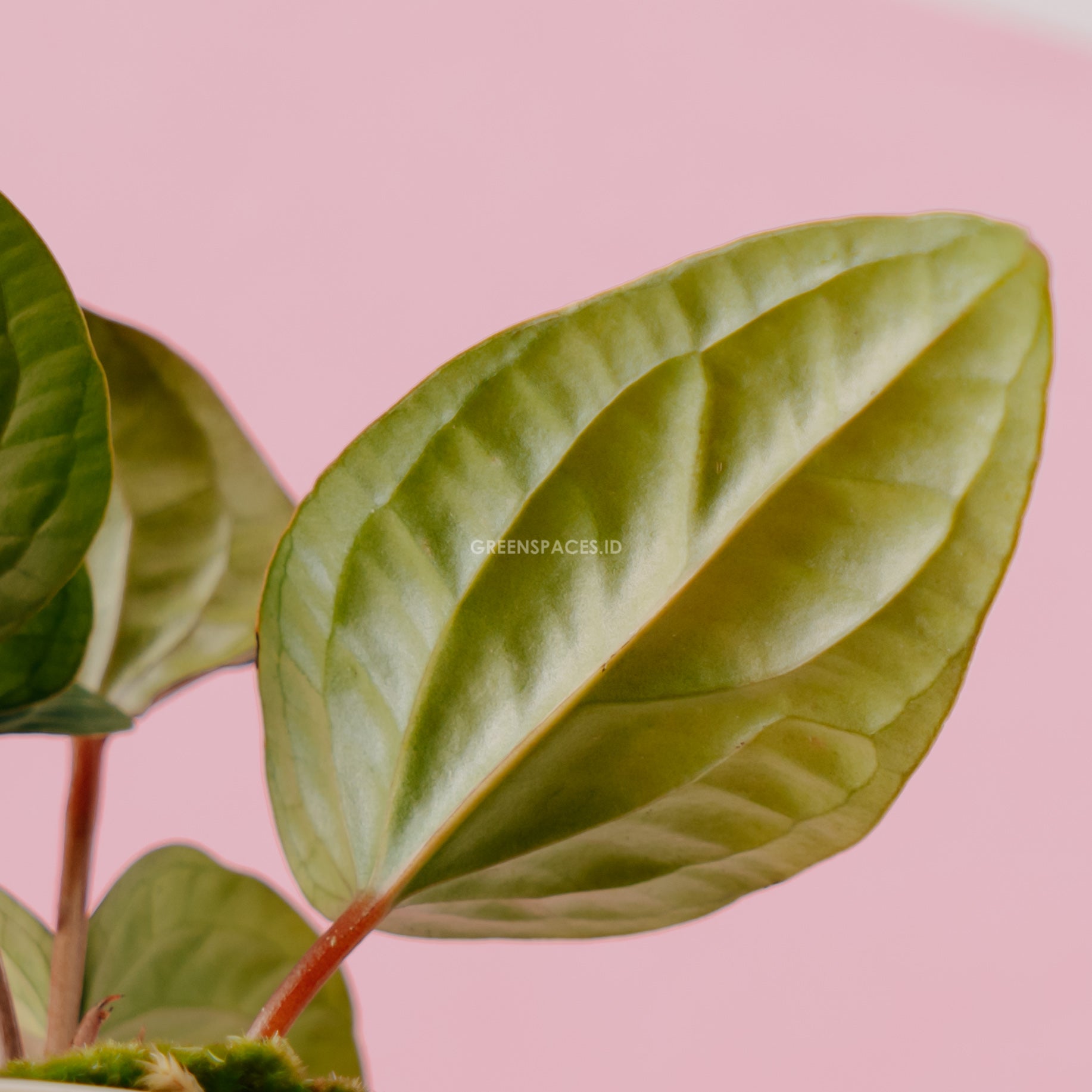 Anthurium Radicans - Greenspaces.id
