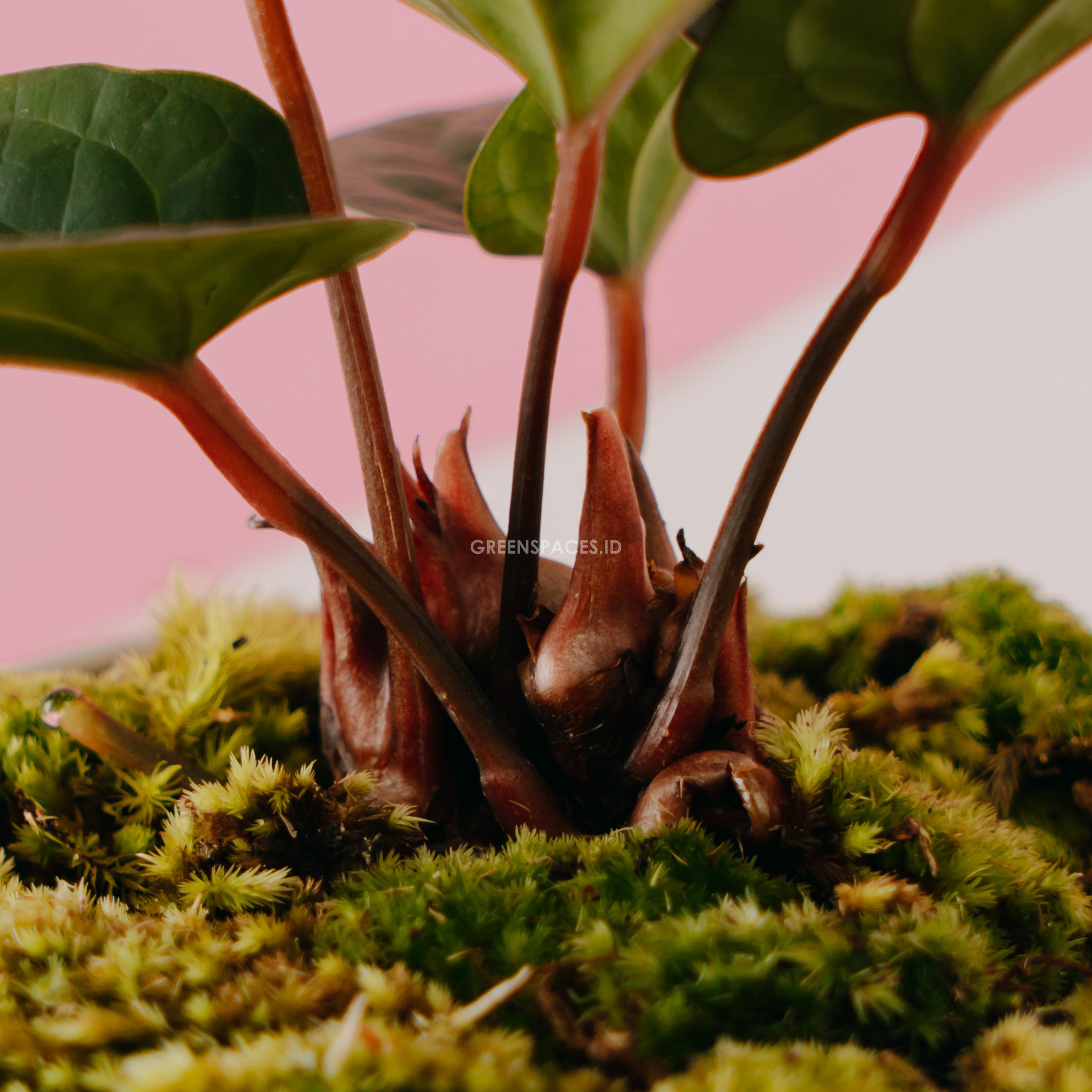 Anthurium Radicans - Greenspaces.id