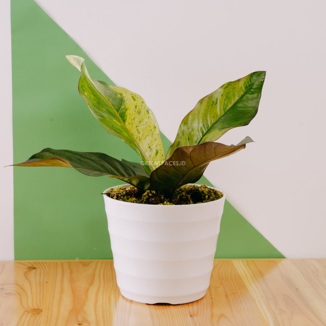 Anthurium hookeri variegated