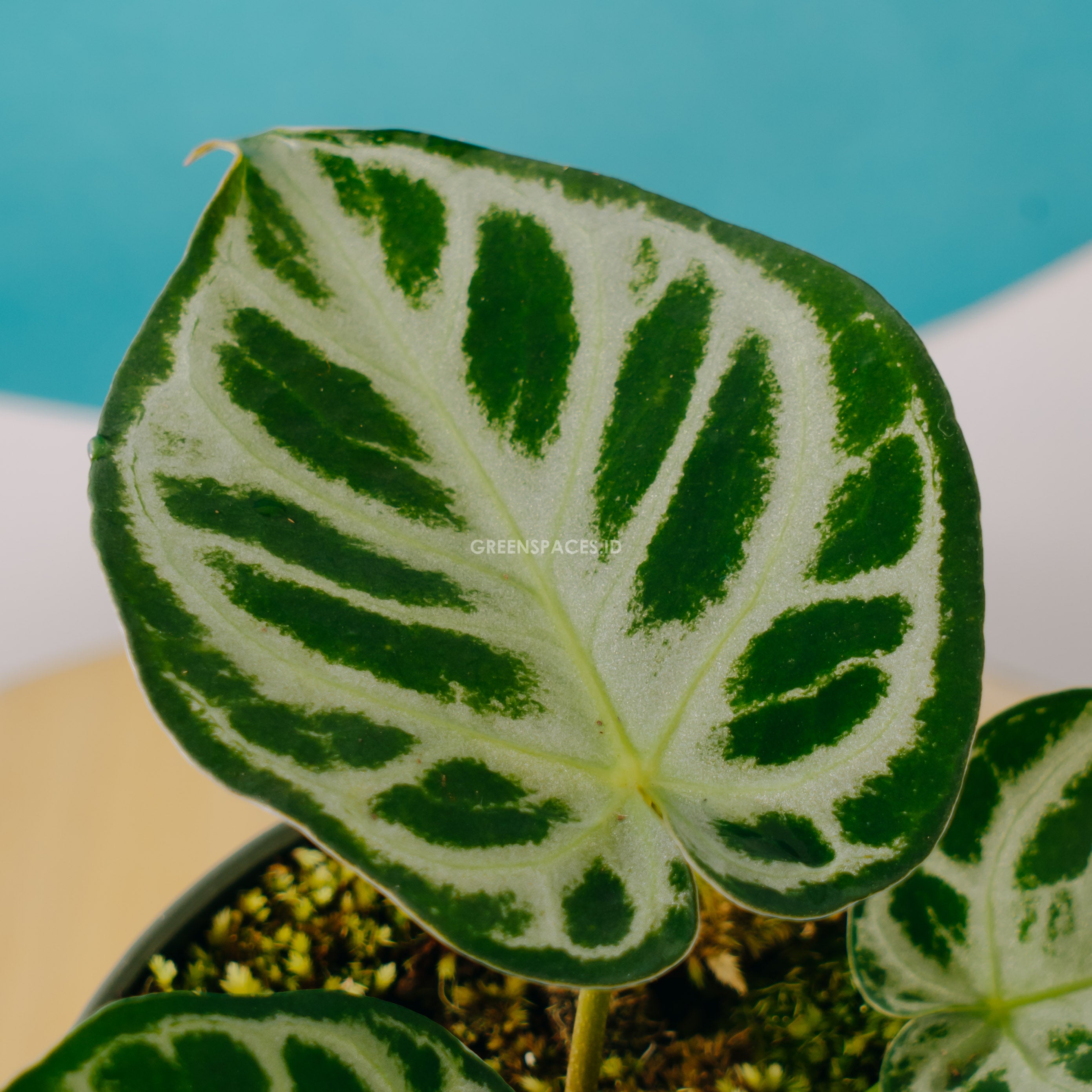 Anthurium silver blush - Greenspaces.id