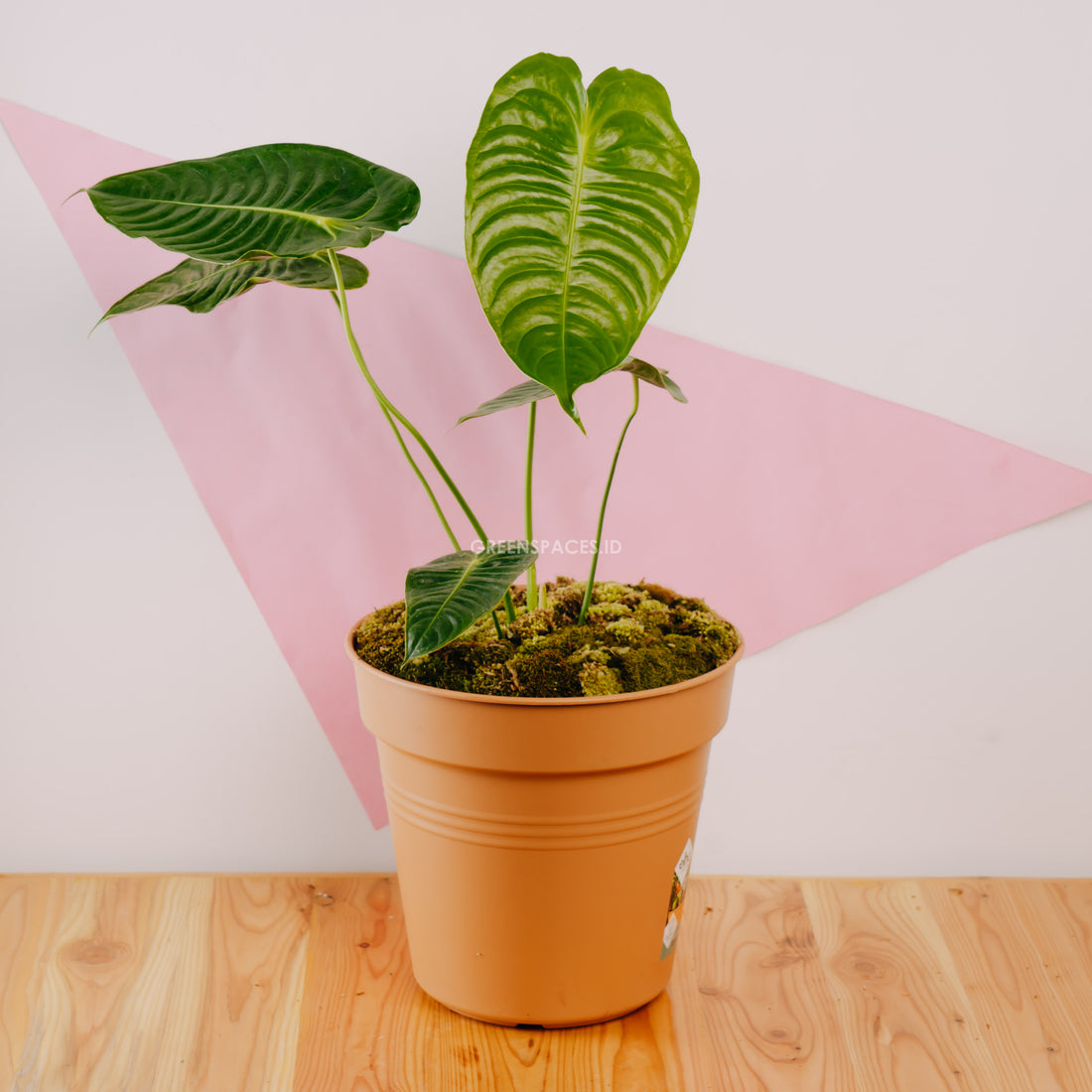 Anthurium King  Veitchii Medium