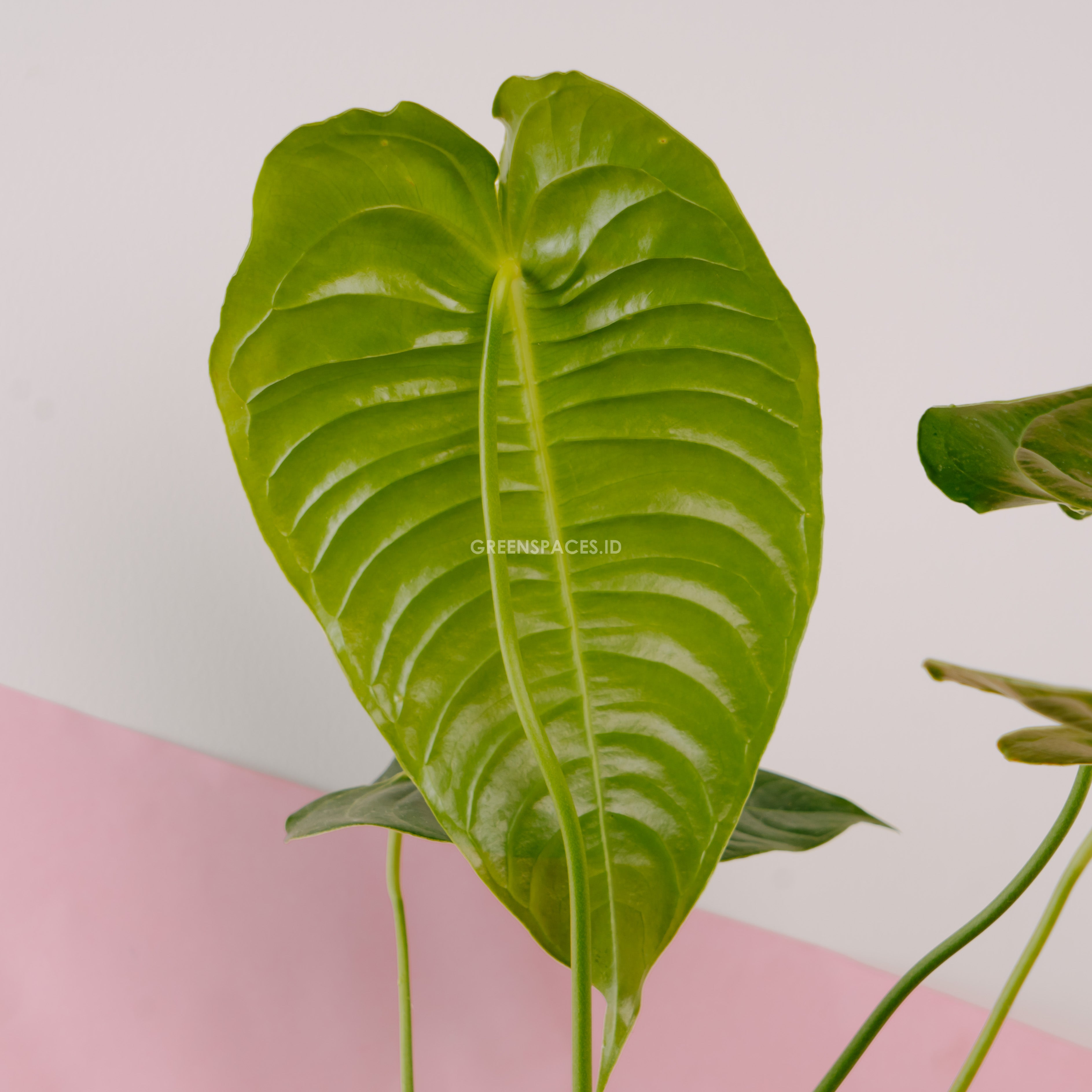 Anthurium King Veitchii Medium