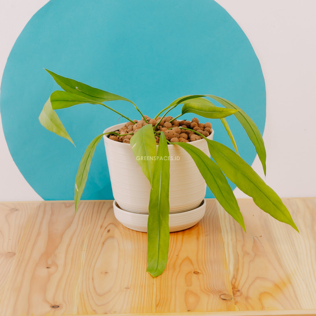 Anthurium vittarifolium - Greenspaces.id
