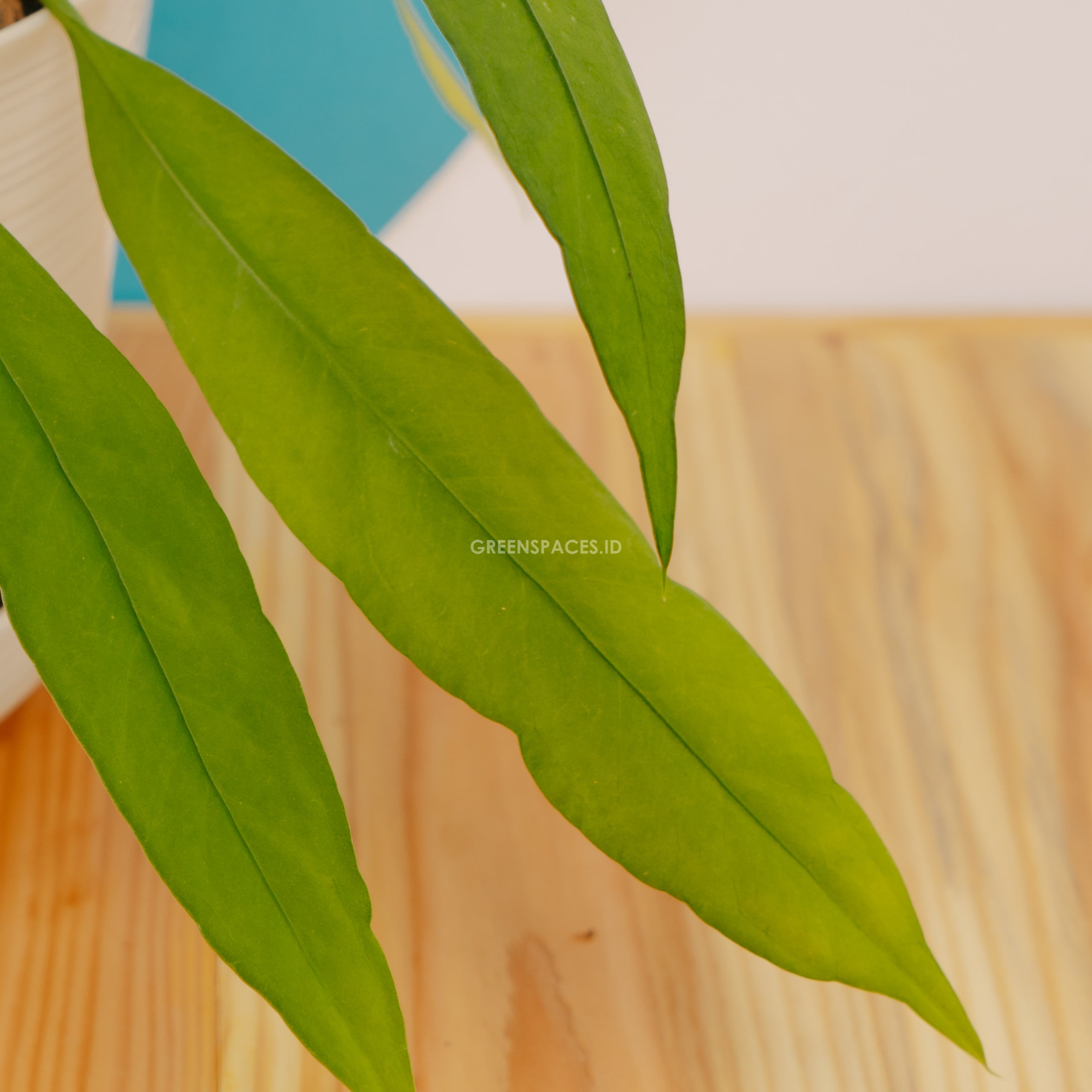 Anthurium vittarifolium - Greenspaces.id